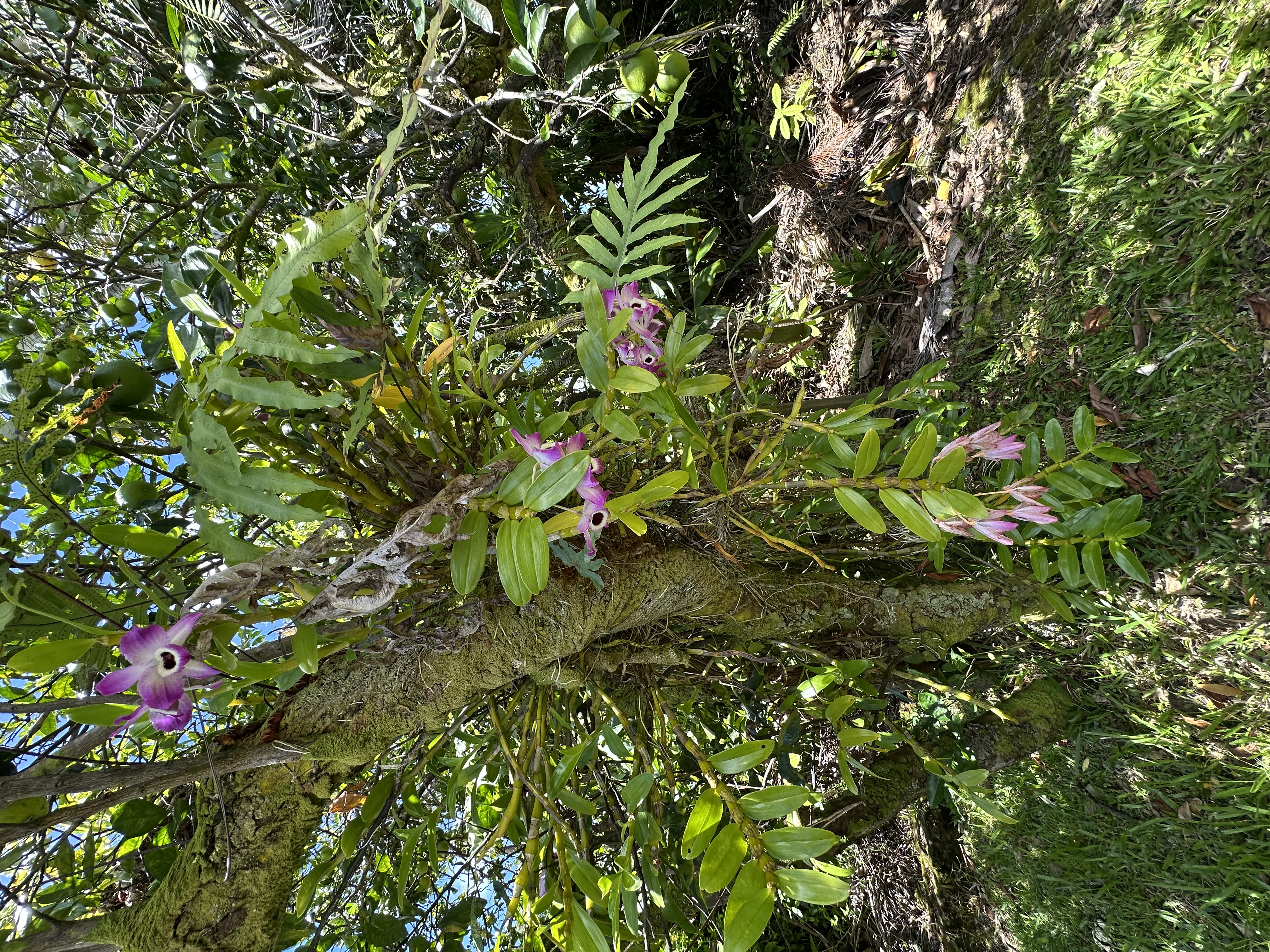 1088 Apono Pl Property Photo 22