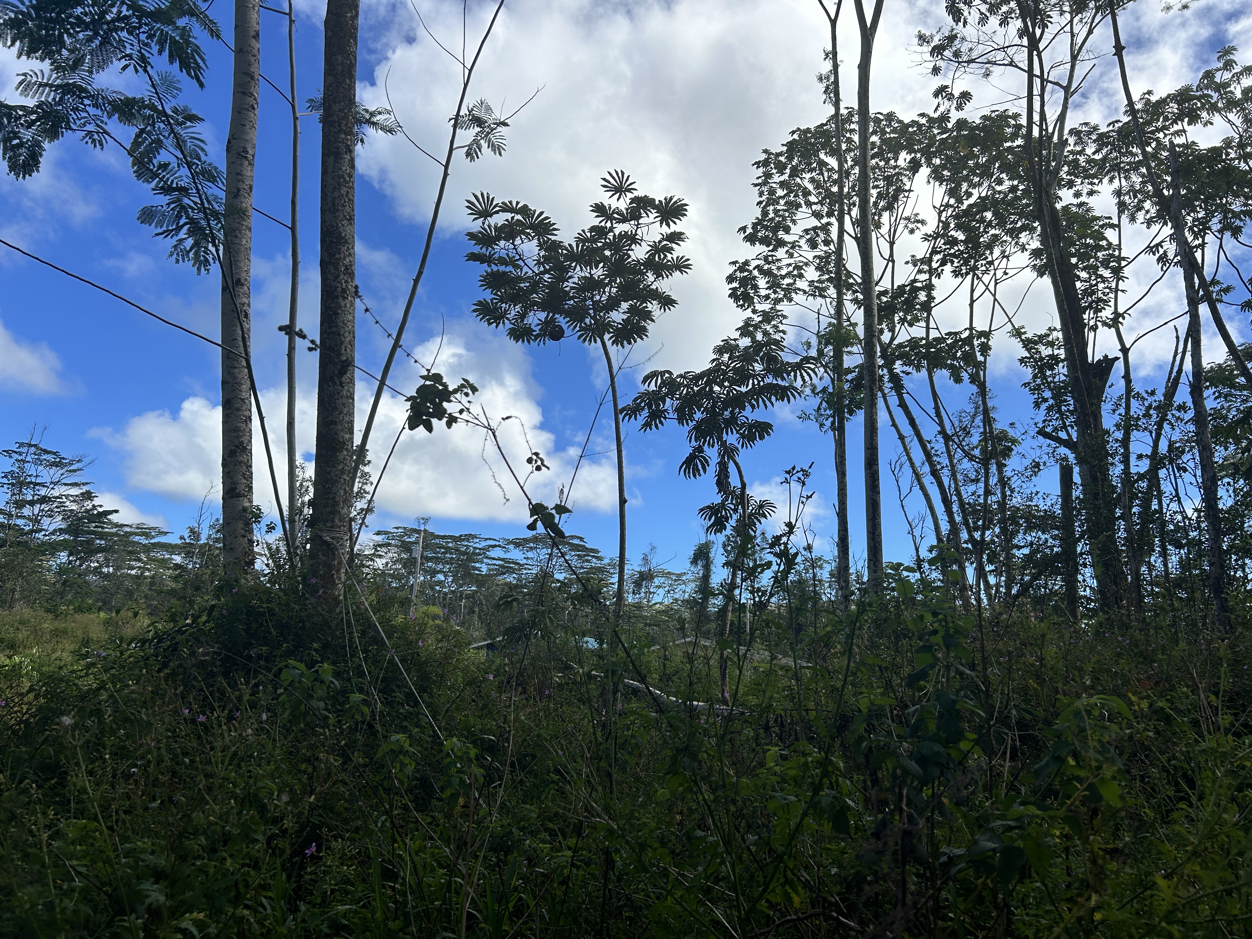 Plumeria Rd Property Photo 1