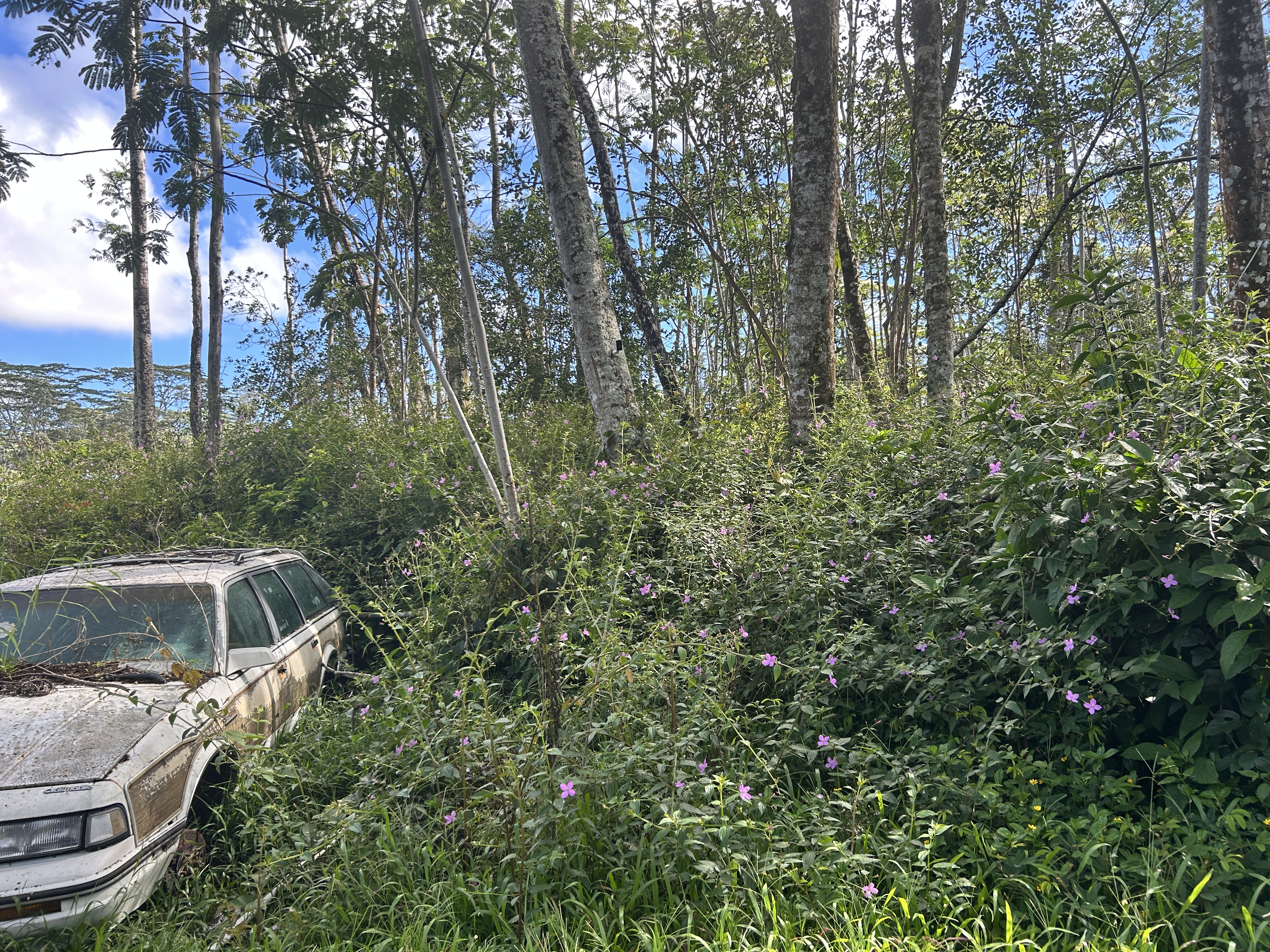 Plumeria Rd Property Photo 12