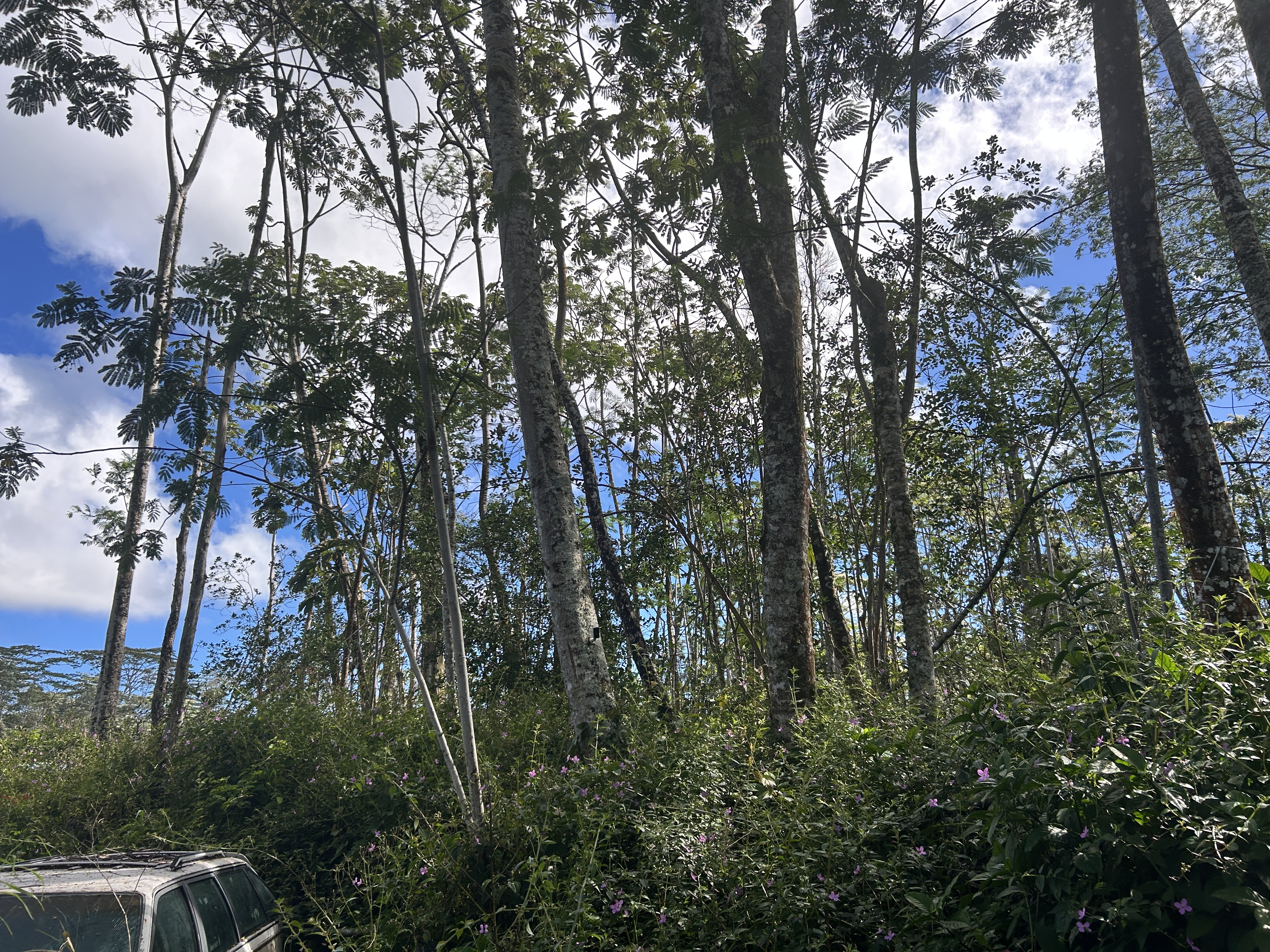 Plumeria Rd Property Photo 13