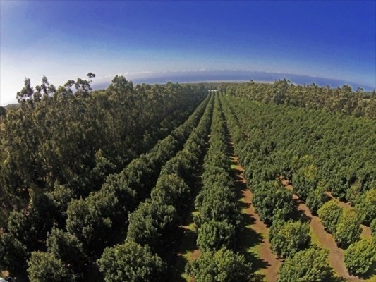 94-3220 Lorenzo Rd Property Photo 2