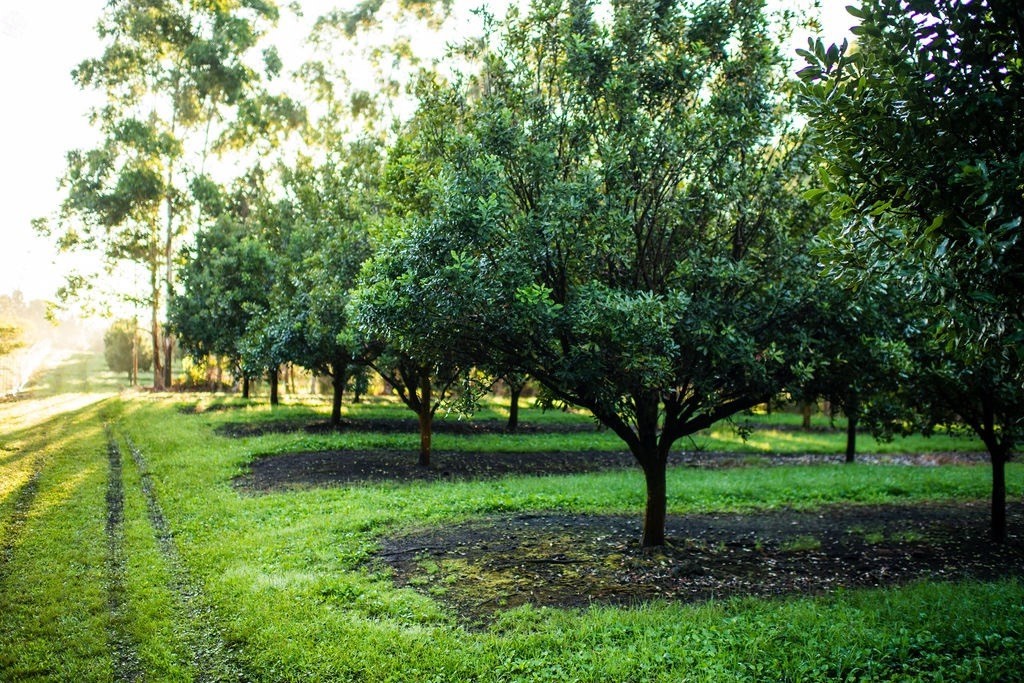 94-3220 Lorenzo Rd Property Photo 3