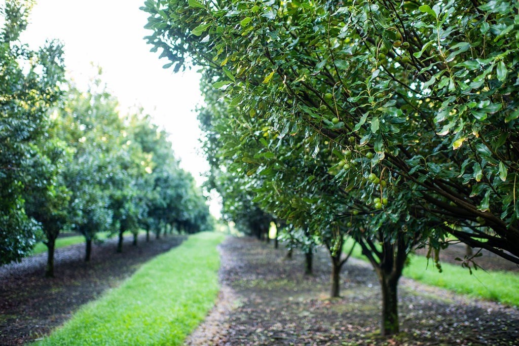 94-3220 Lorenzo Rd Property Photo 4