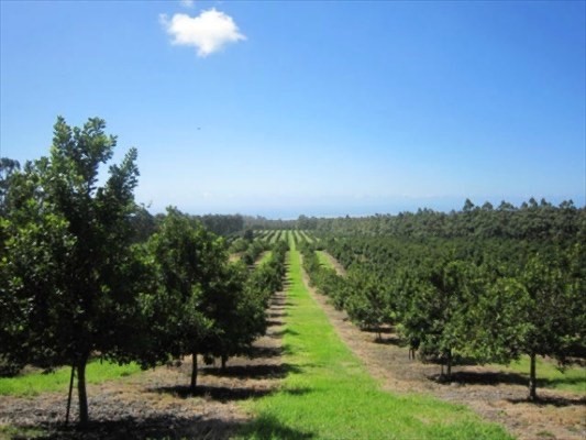 94-3220 Lorenzo Rd Property Photo 8