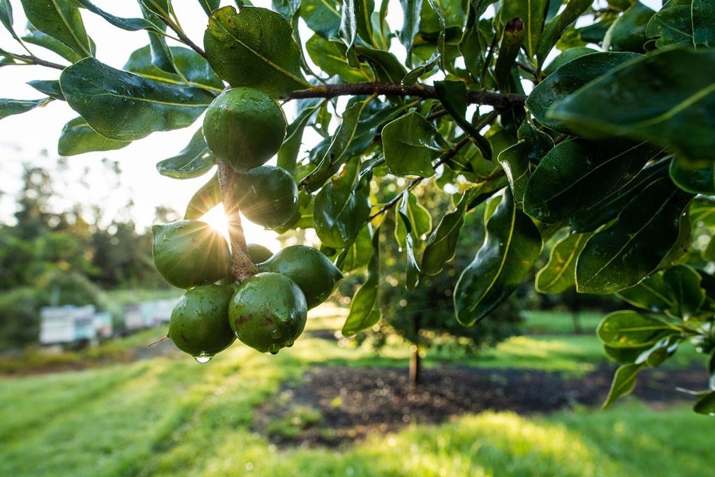 94-3220 Lorenzo Rd Property Photo 11