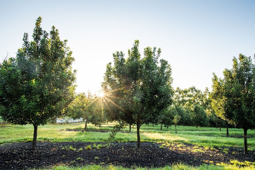 94-3220 Lorenzo Rd Property Photo 12