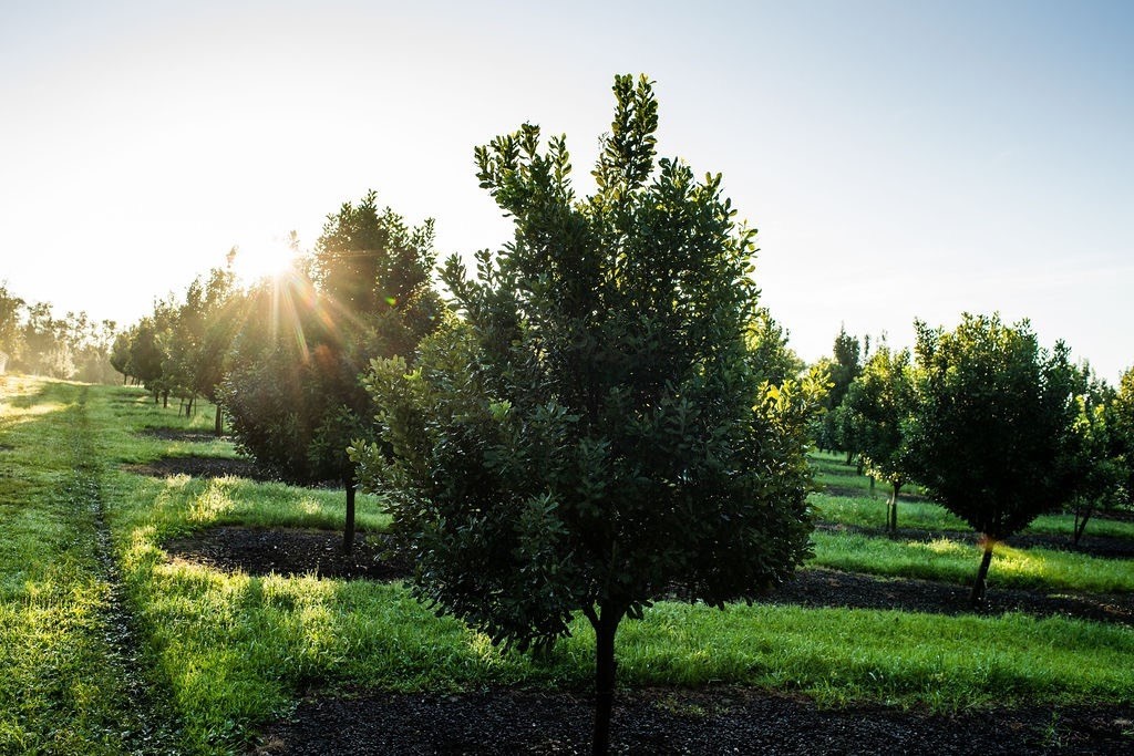 94-3220 Lorenzo Rd Property Photo 13