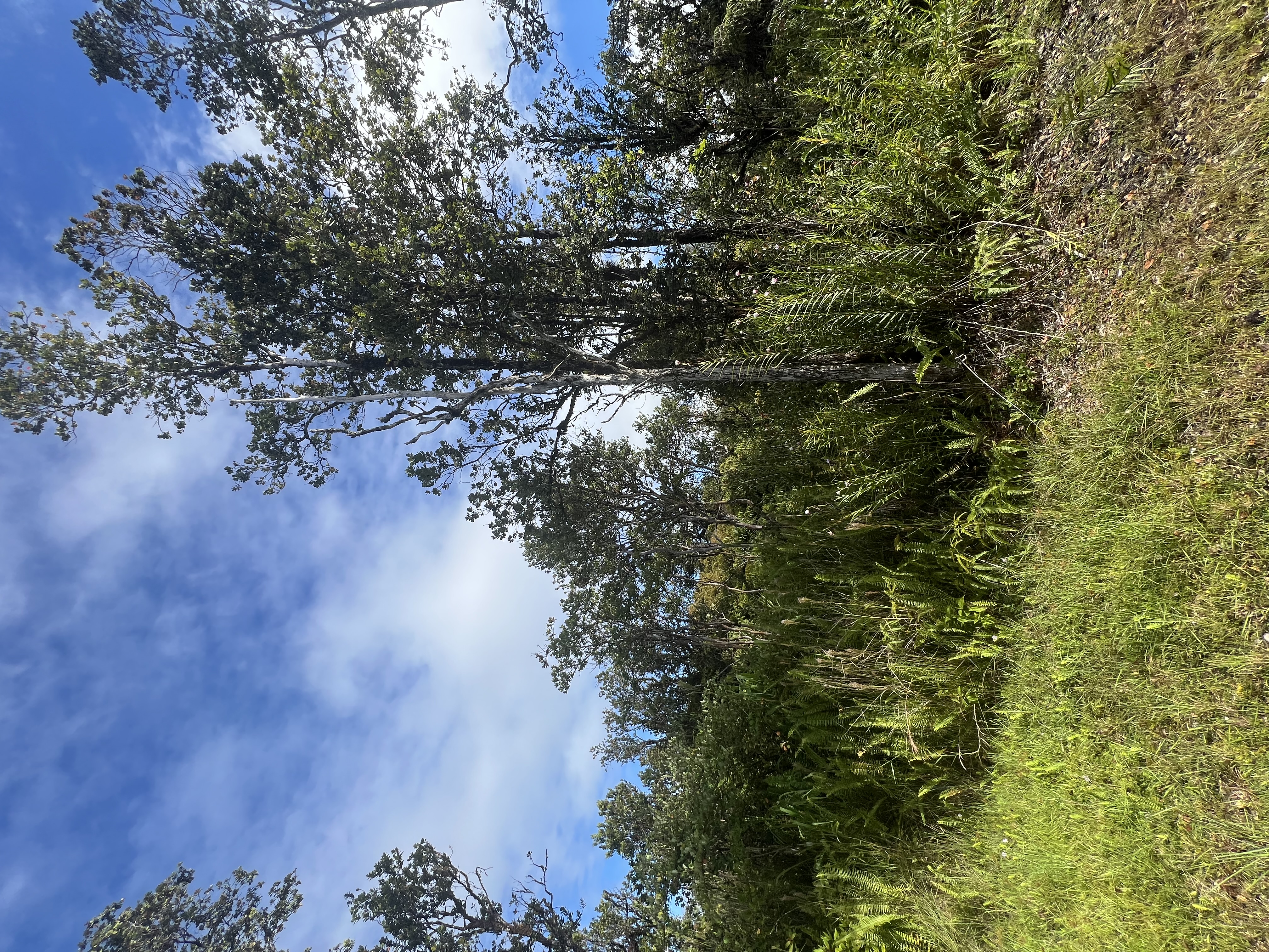 Wailele St Property Photo 1
