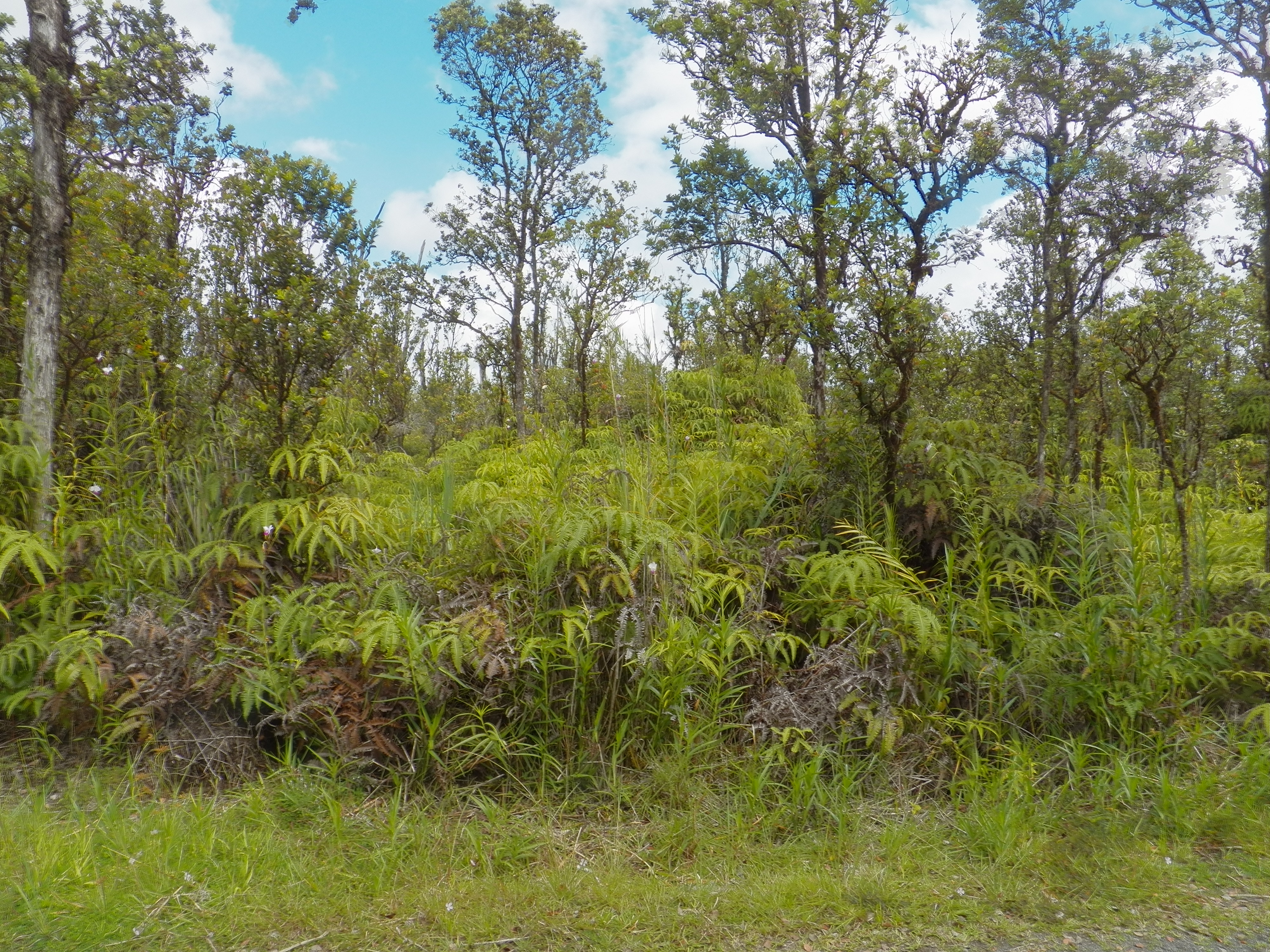Naia St Property Photo 3