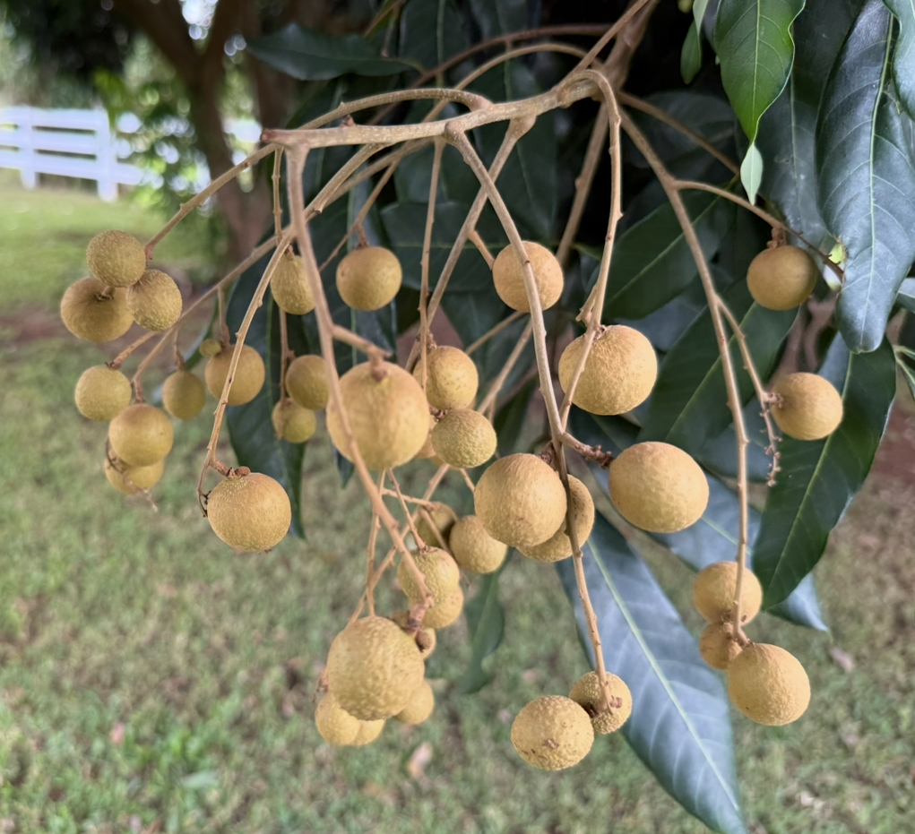 961-b Kamalu Rd Property Photo 25