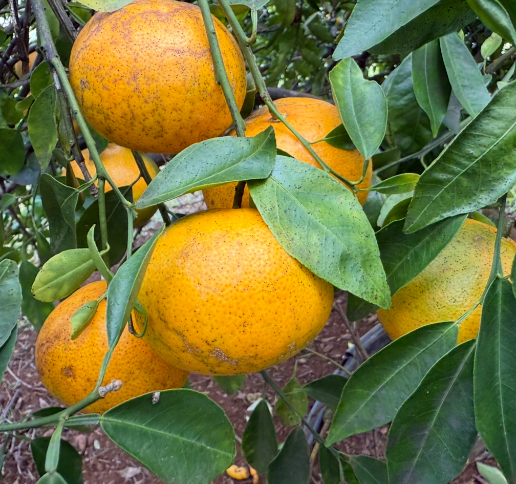 961-b Kamalu Rd Property Photo 26