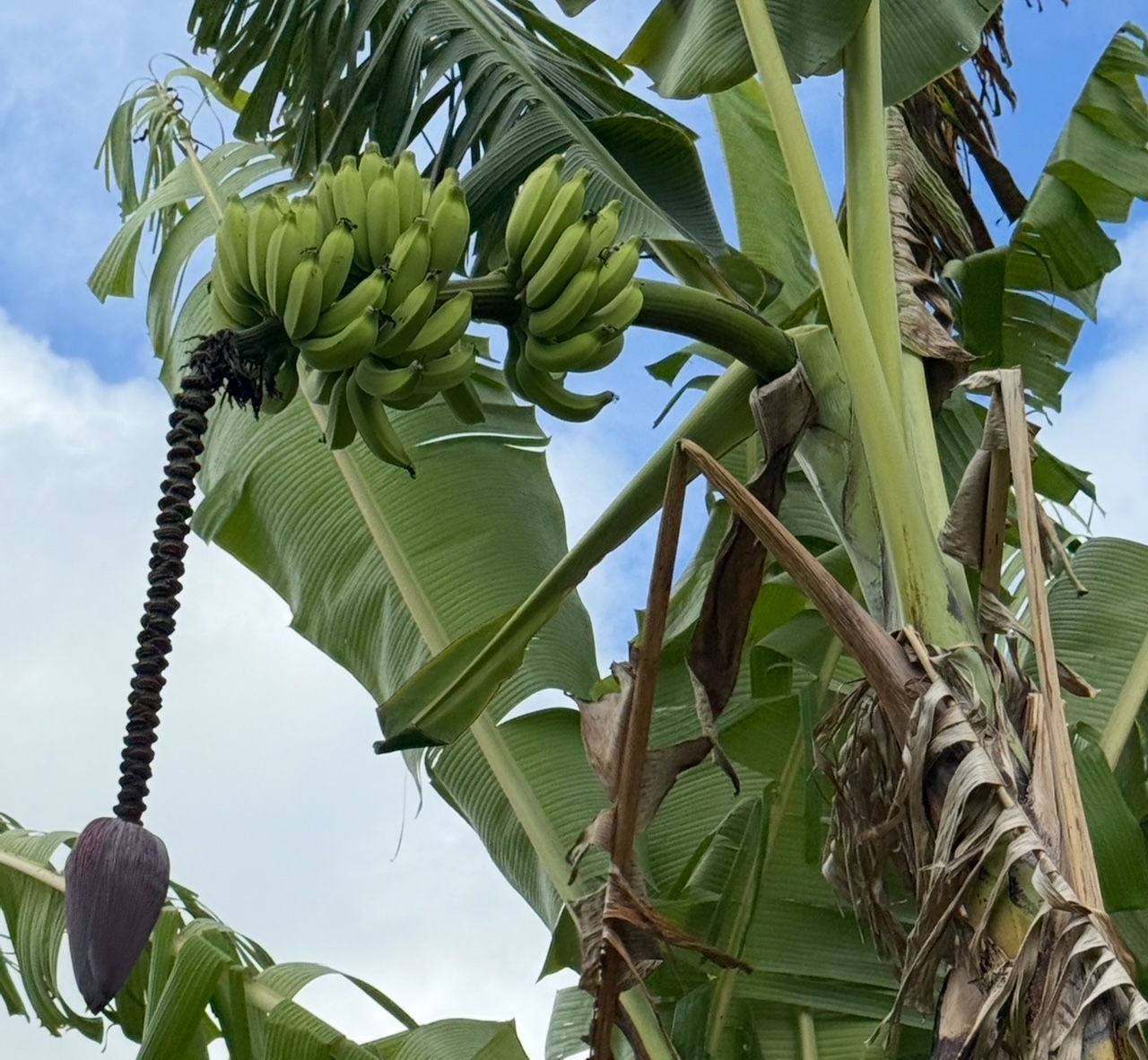 961-b Kamalu Rd Property Photo 27