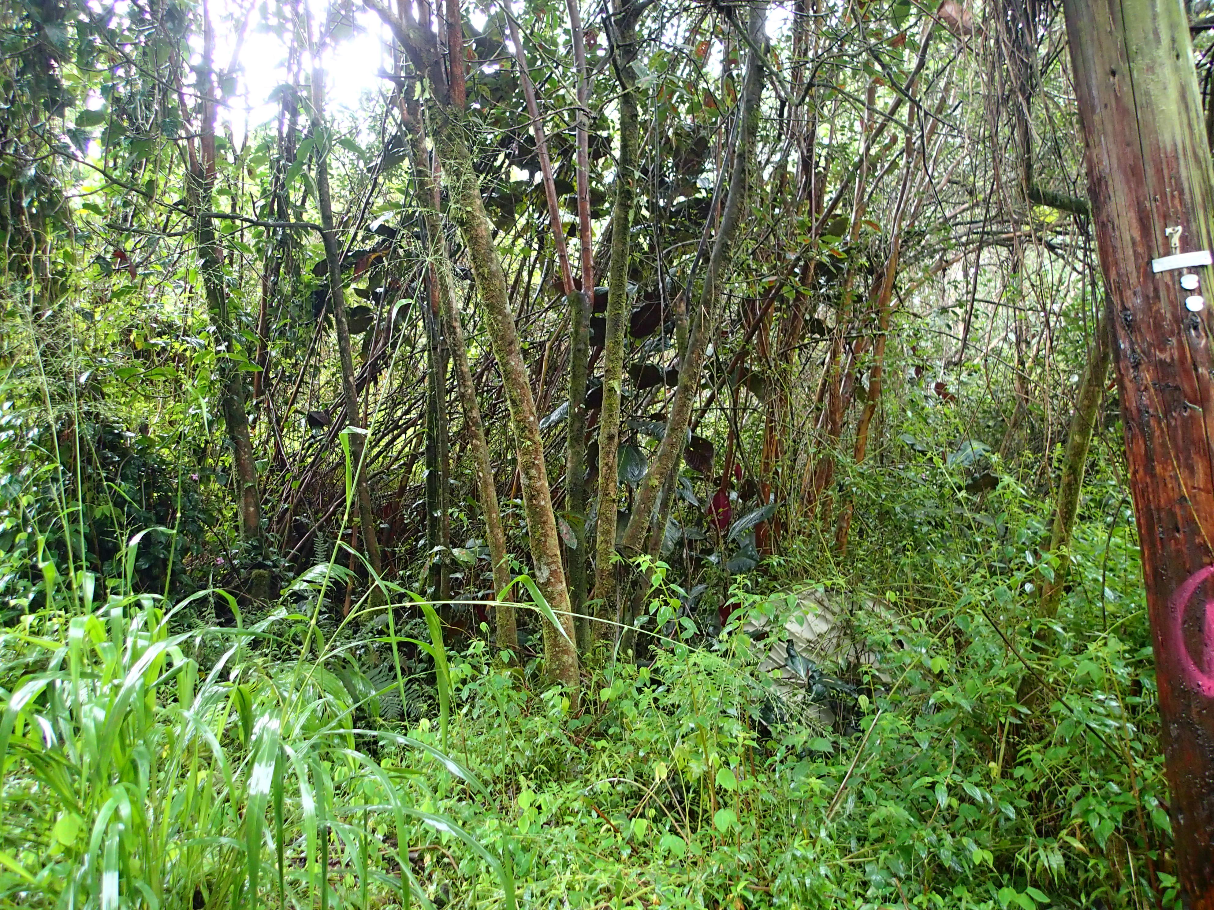 Alii Rd Property Photo 3