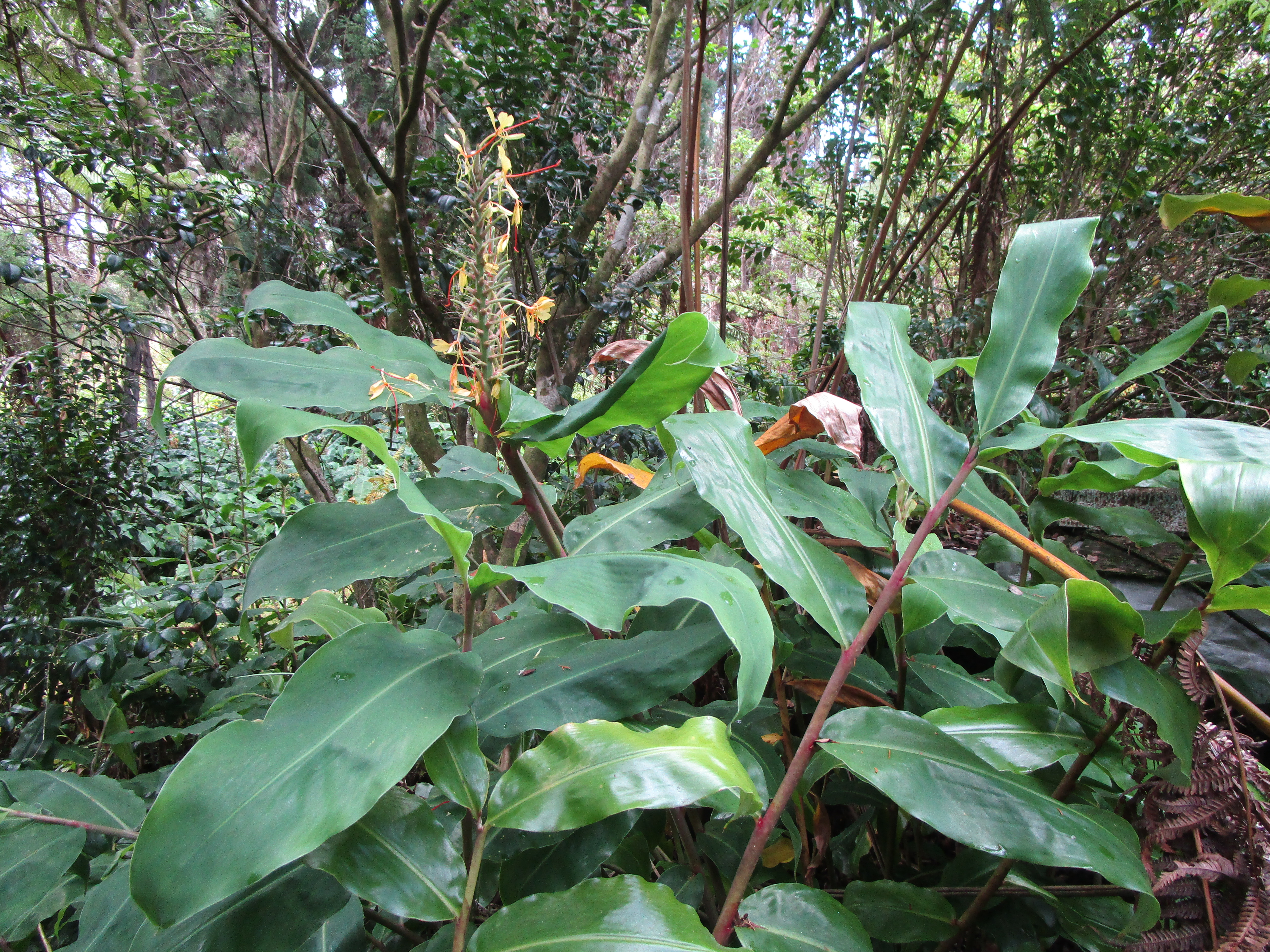 1 Alanui Iiwi Property Photo 13