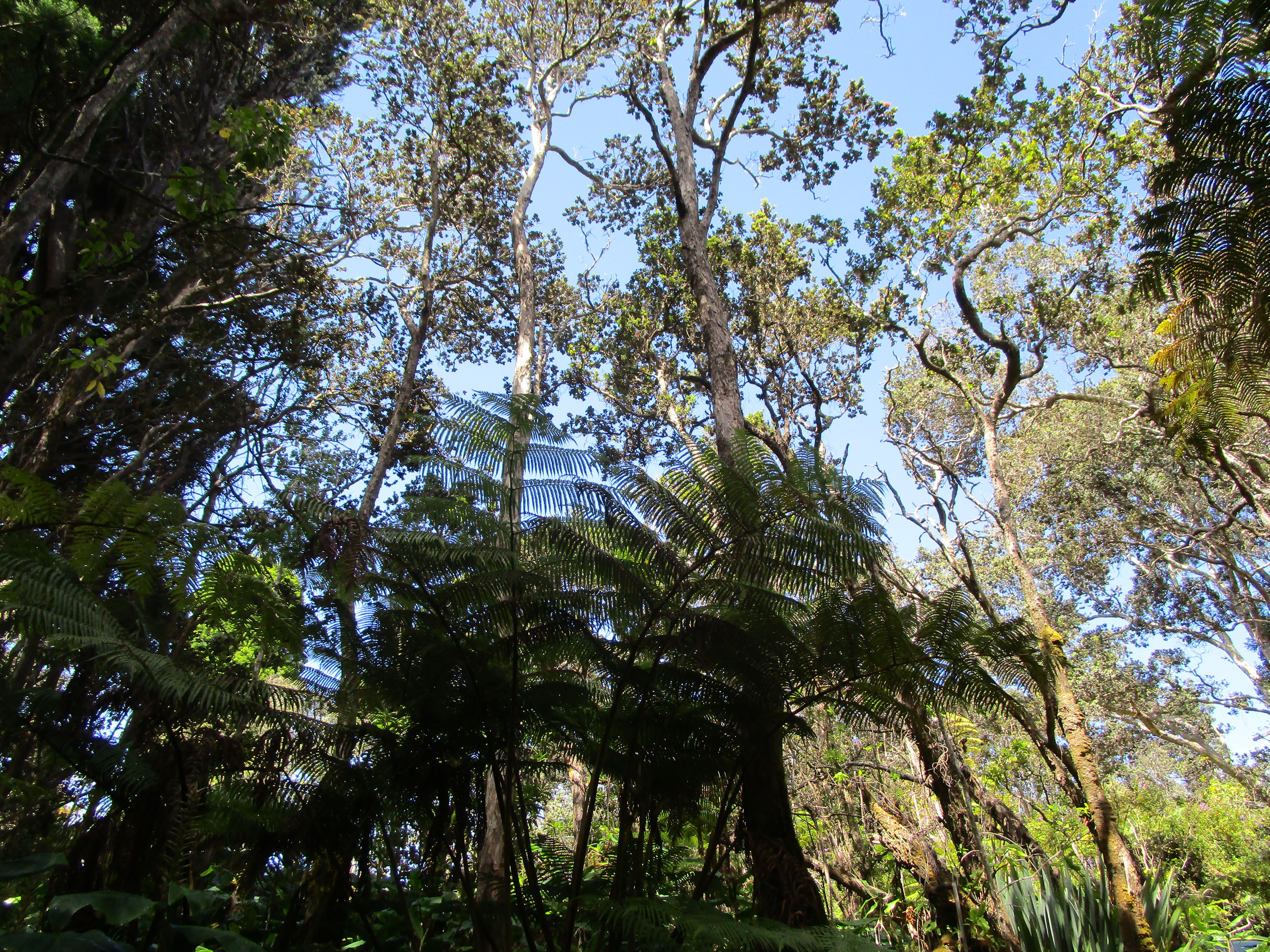 1 Alanui Iiwi Property Photo 18