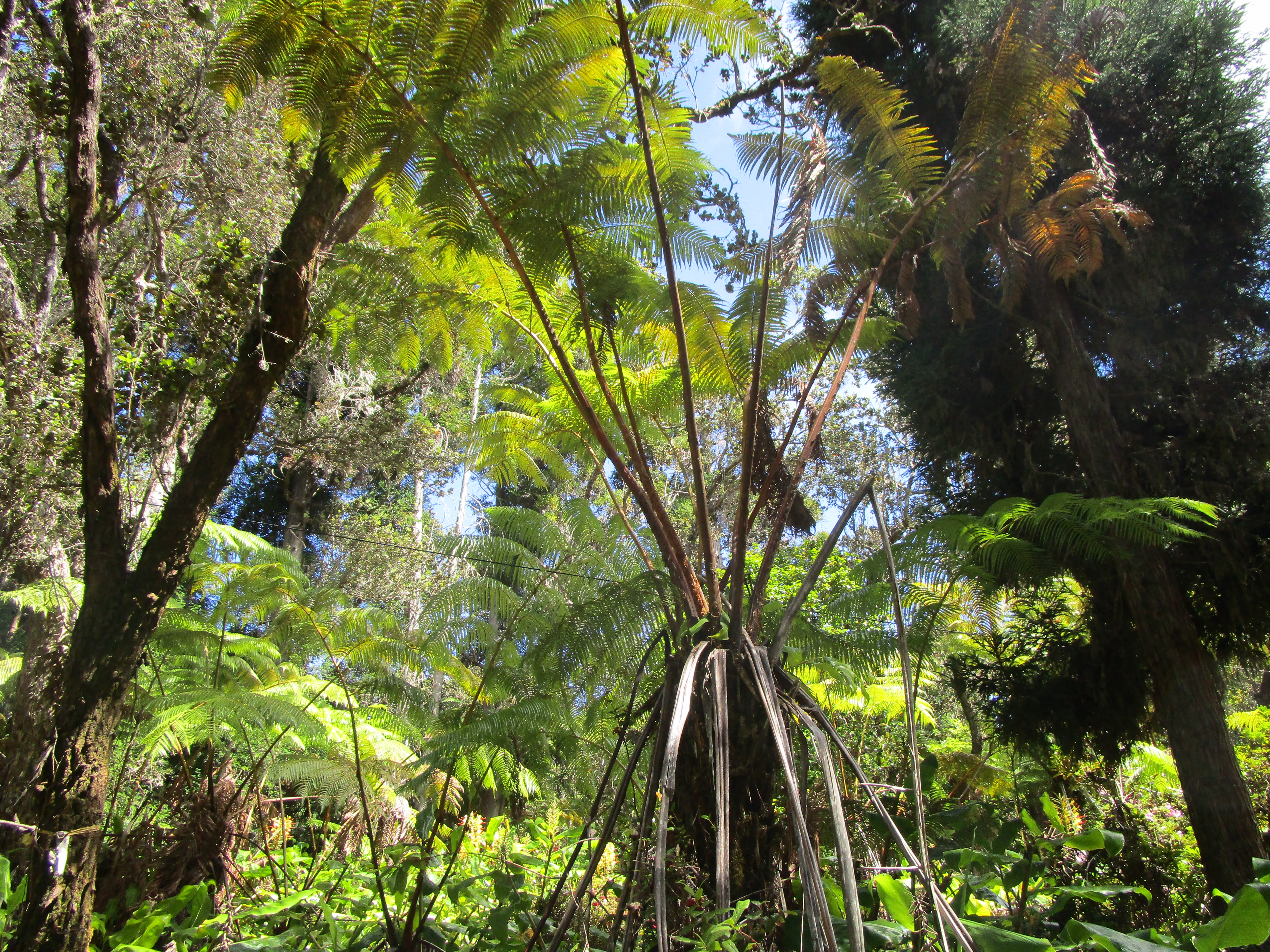 1 Alanui Iiwi Property Photo 19