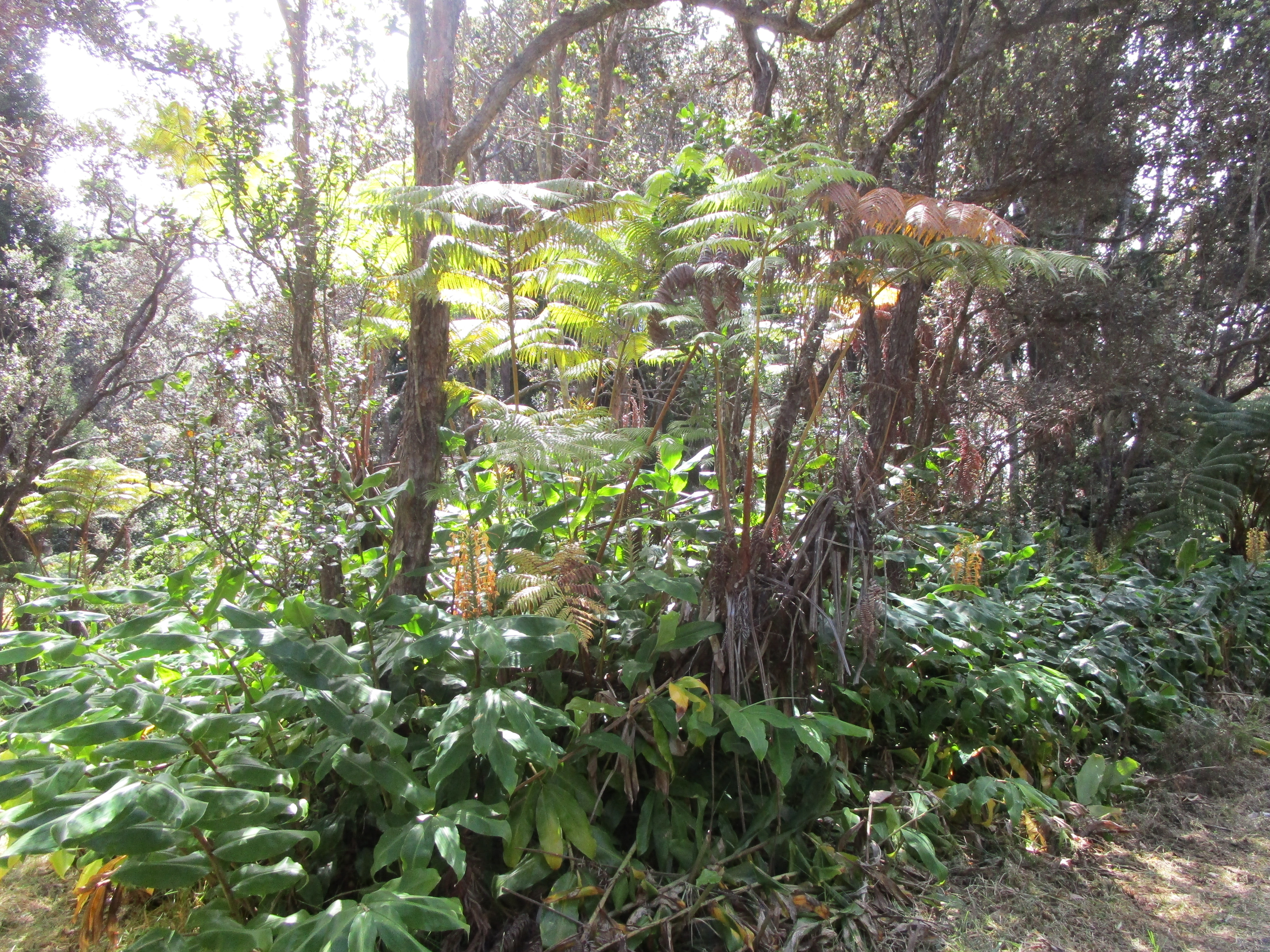 1 Alanui Iiwi Property Photo 21