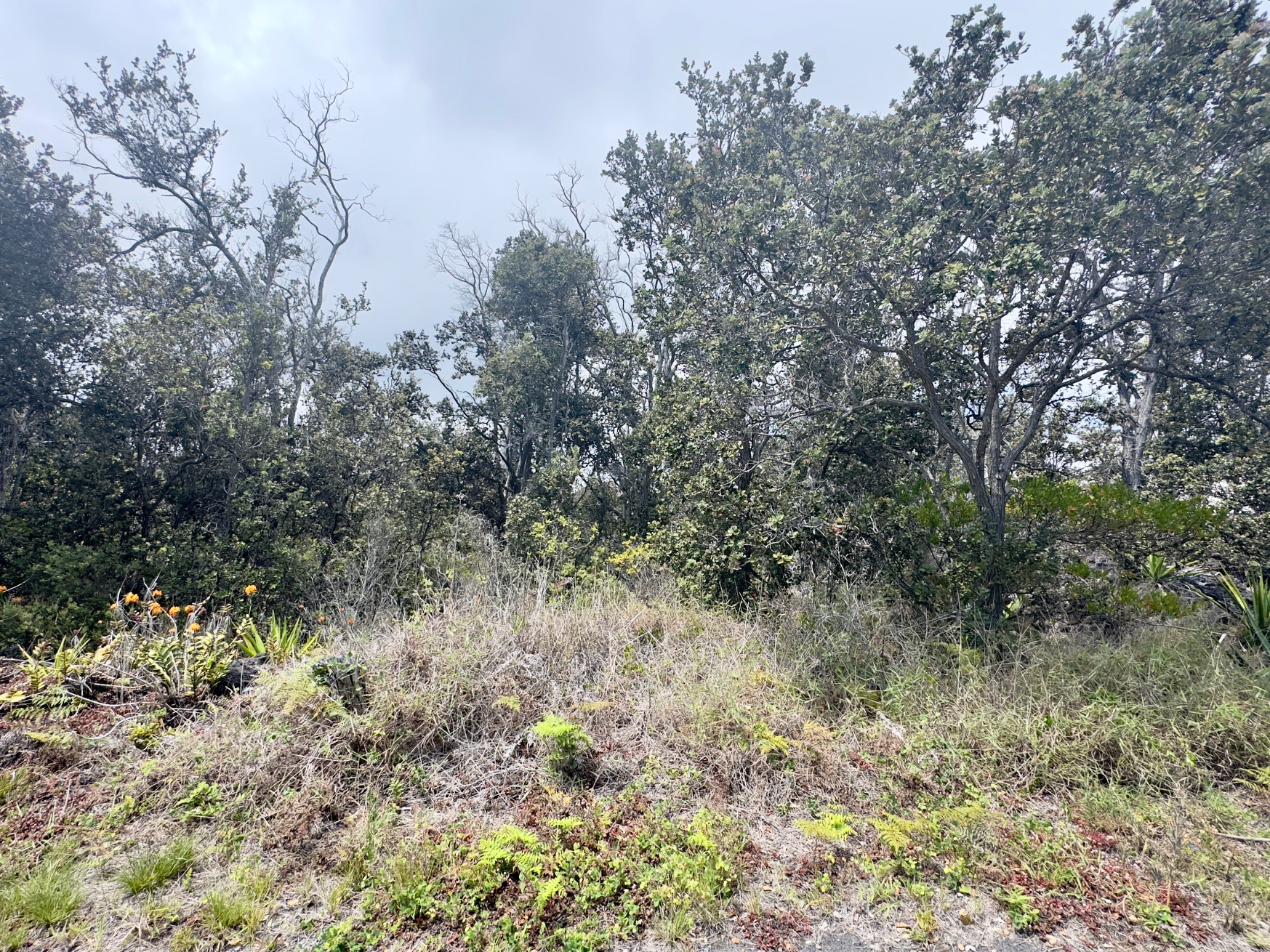 Koa Ln Property Photo 2