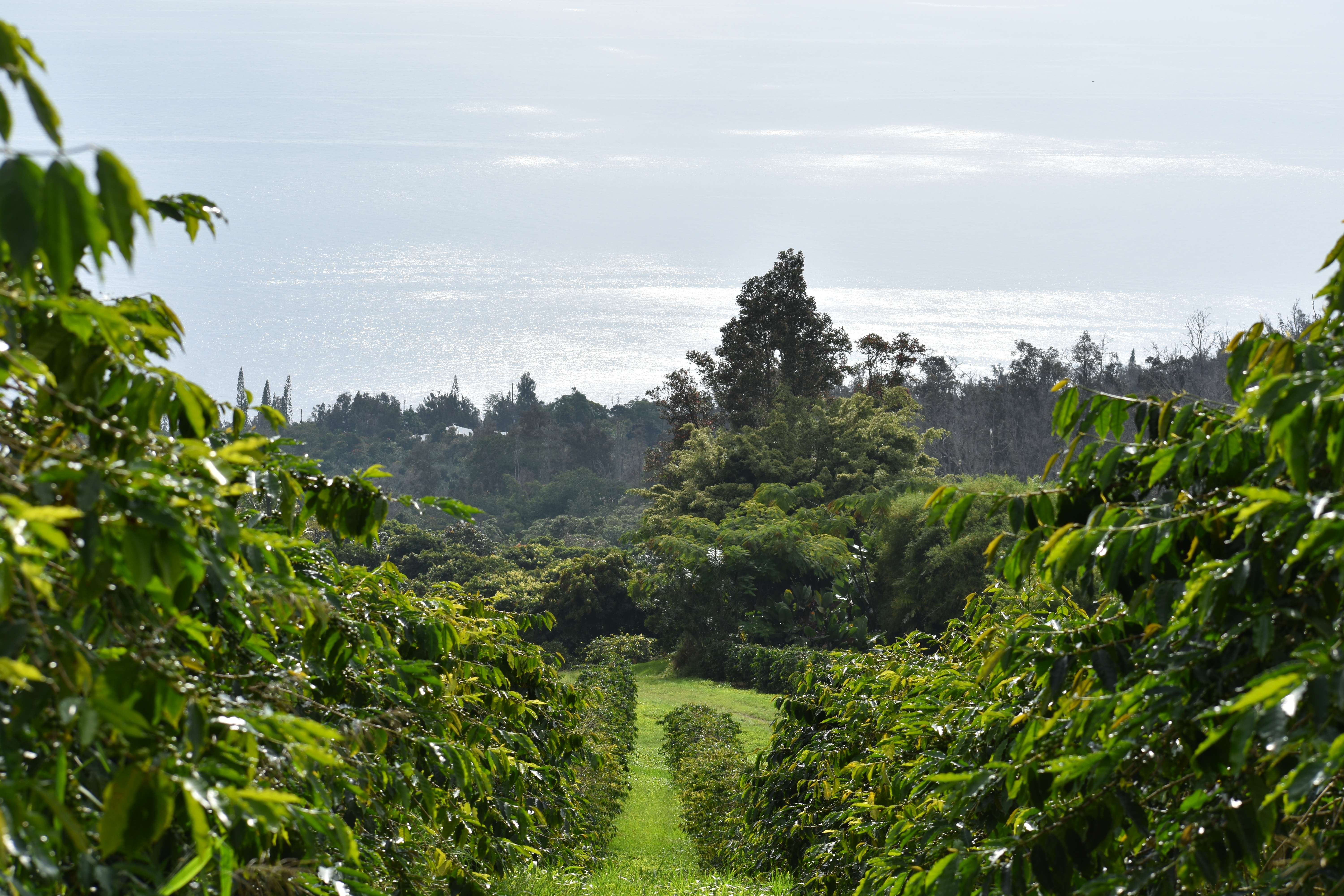87-2854 Hawaii Belt Rd Property Photo 4