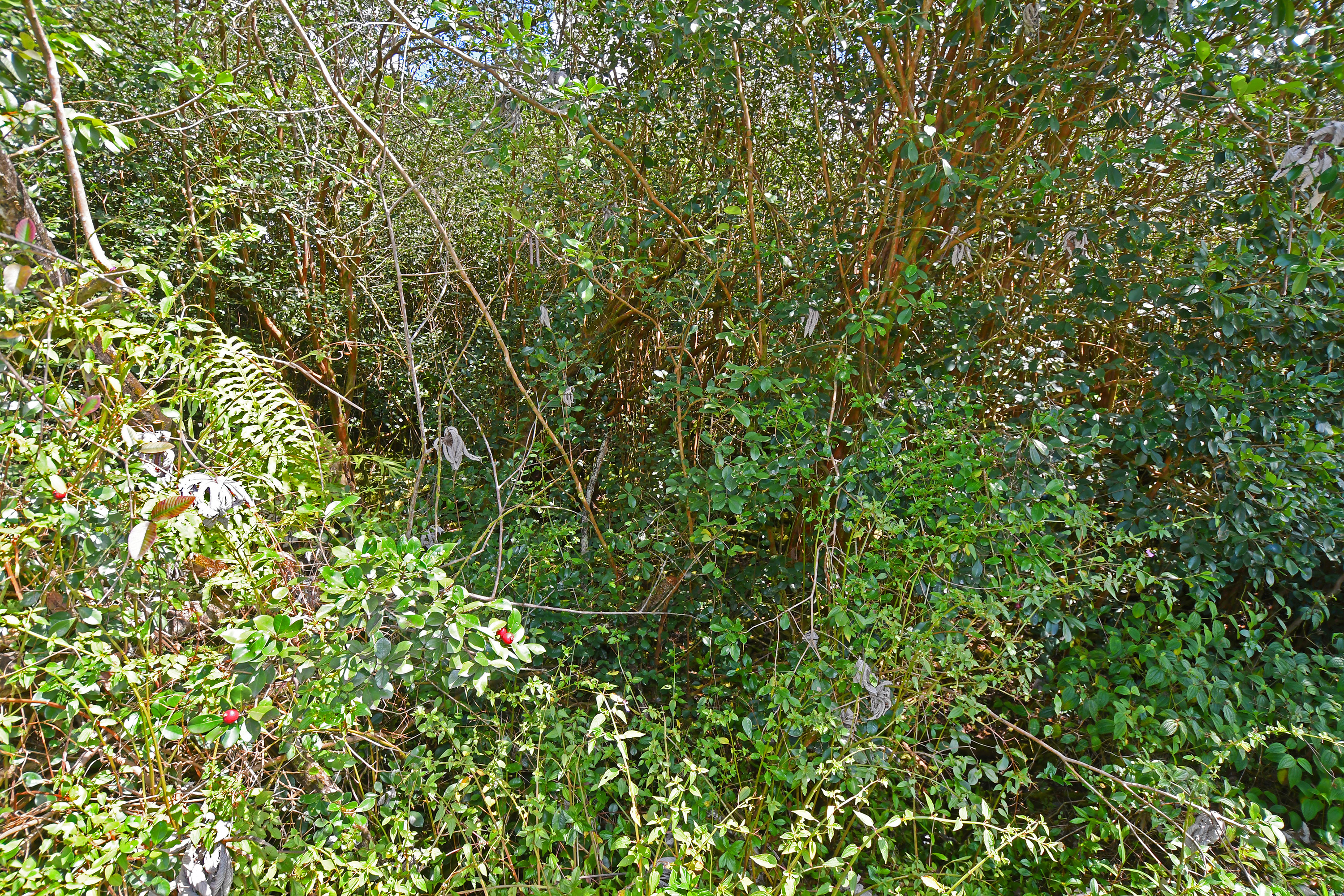 Makuu Dr Property Photo 12