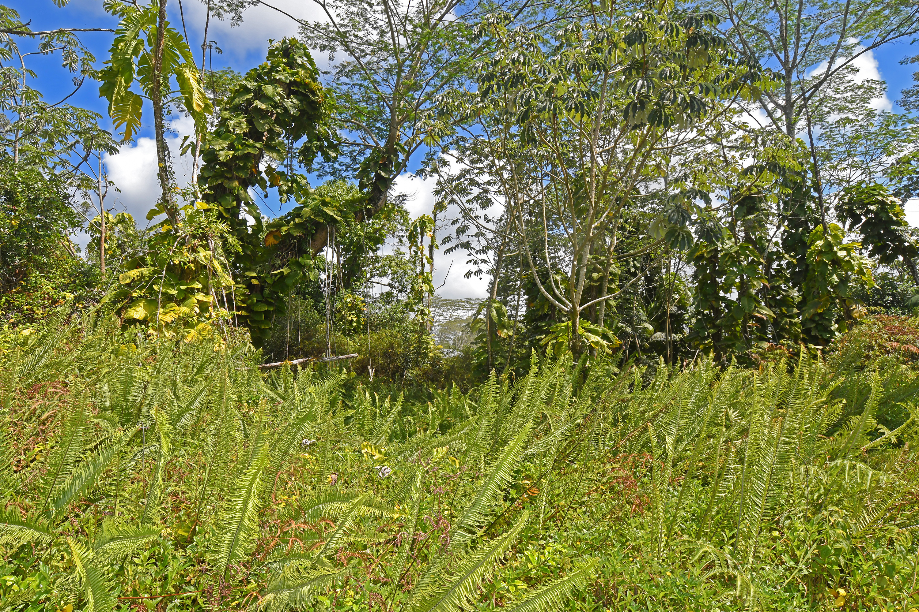 Makuu Dr Property Photo 29