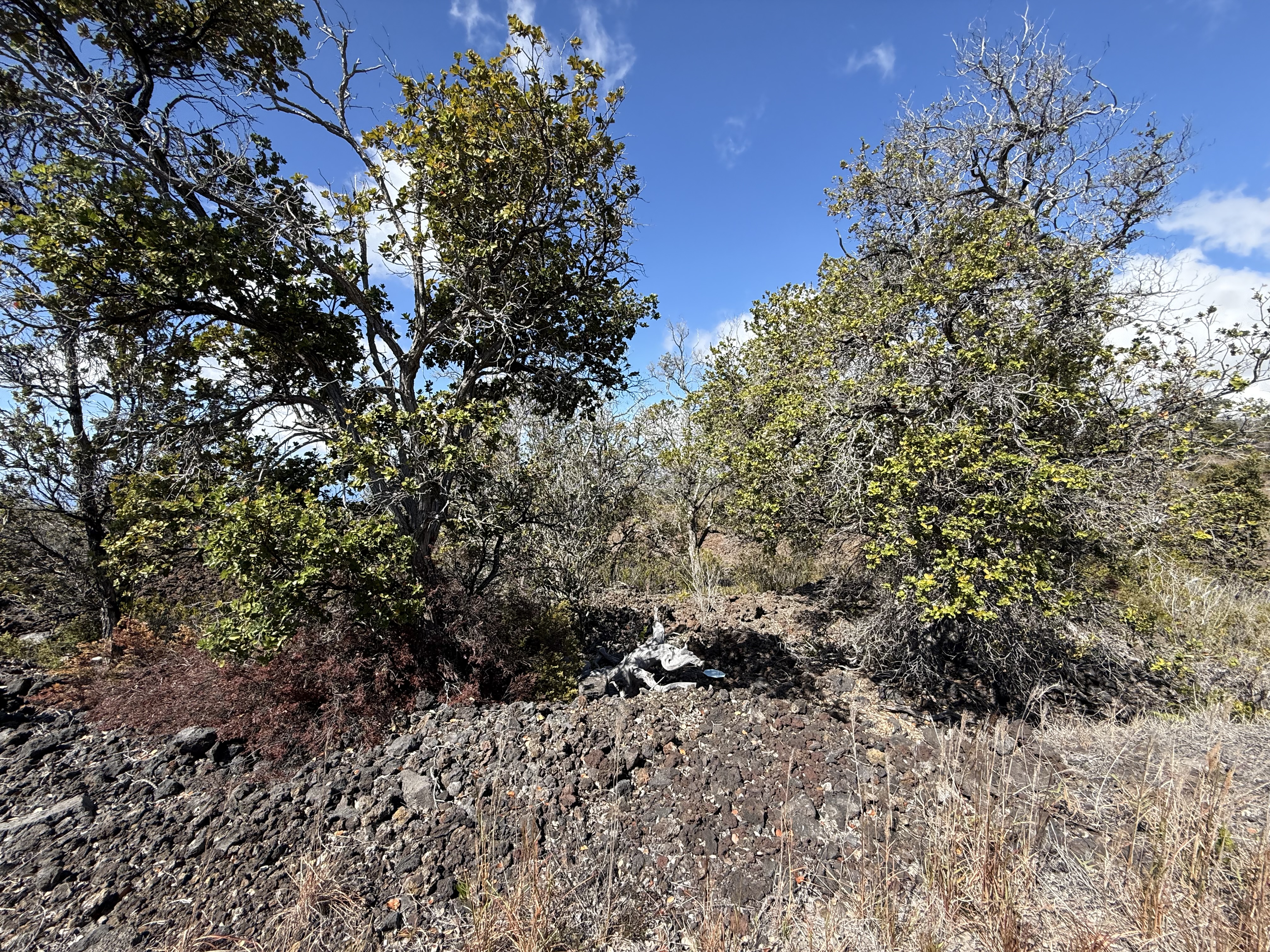 Koa Ln Property Photo 4