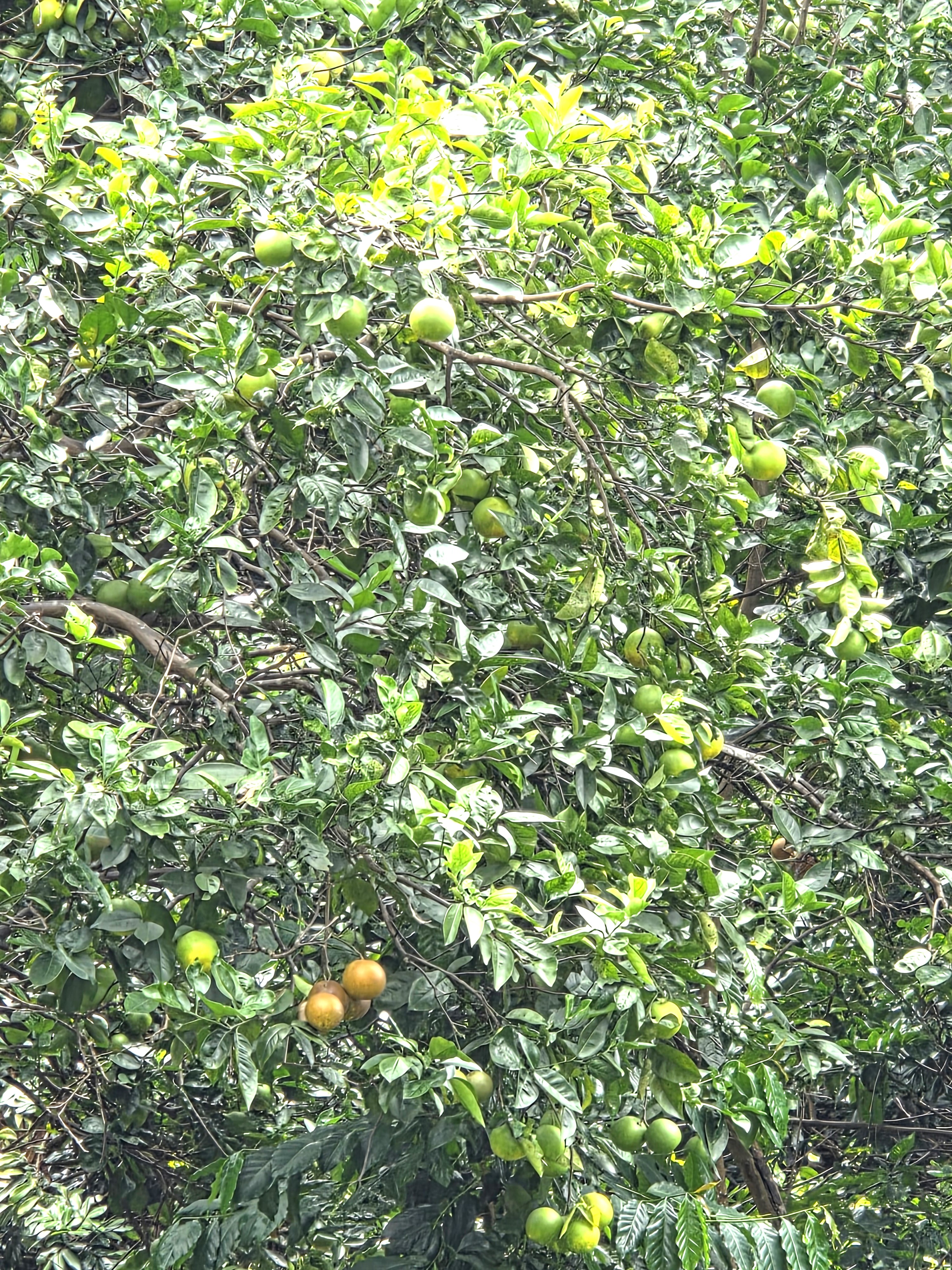 83-5782 Napoopoo Rd Property Photo 30