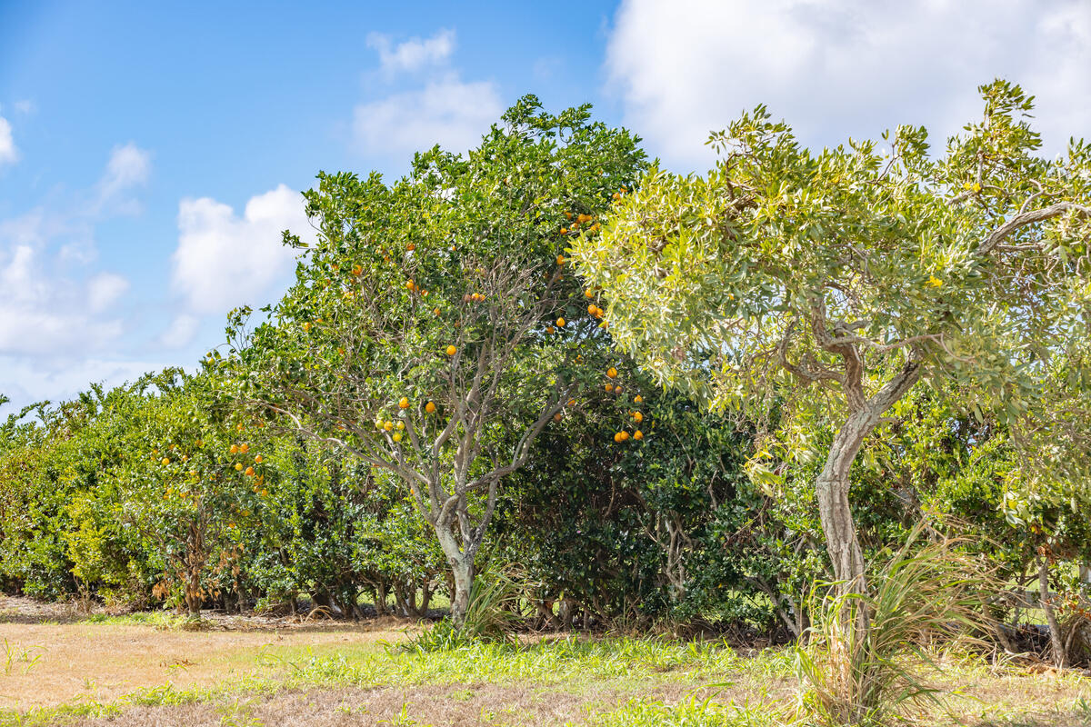 Poipu Aina Pl Property Photo 19