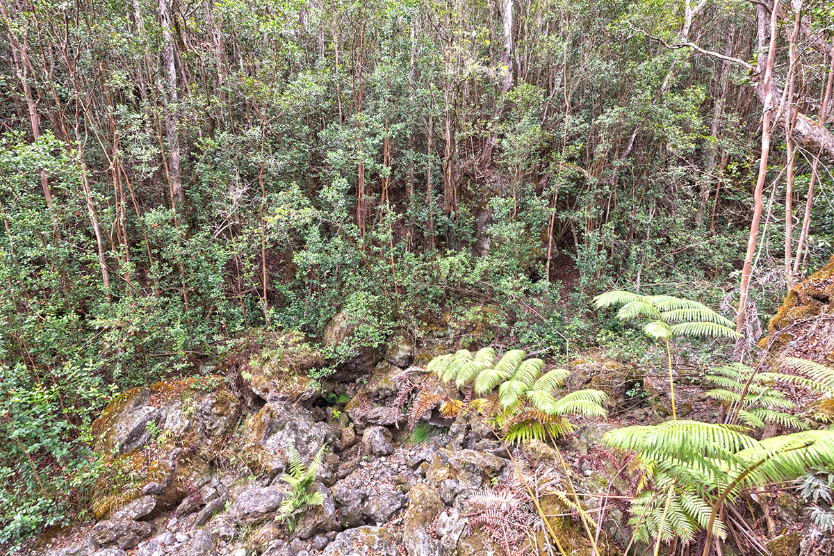 44-2135 Pohakealani Rd Property Photo 19