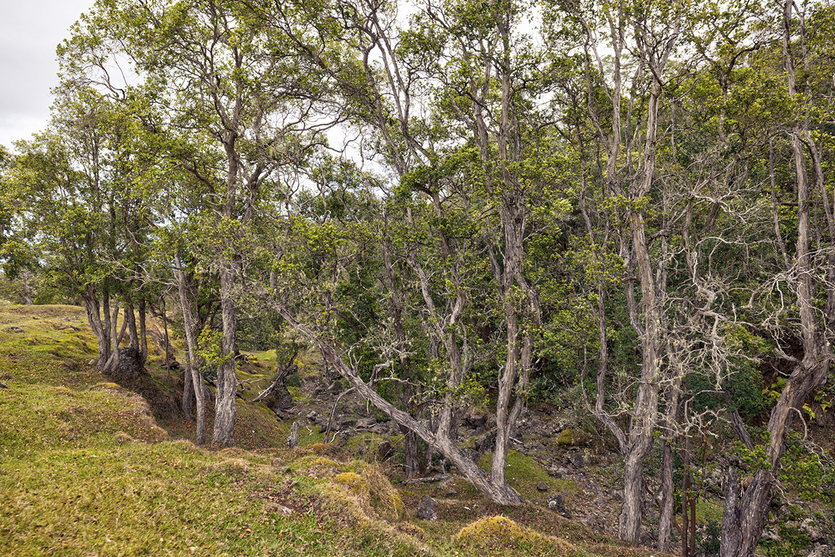 44-2135 Pohakealani Rd Property Photo 26