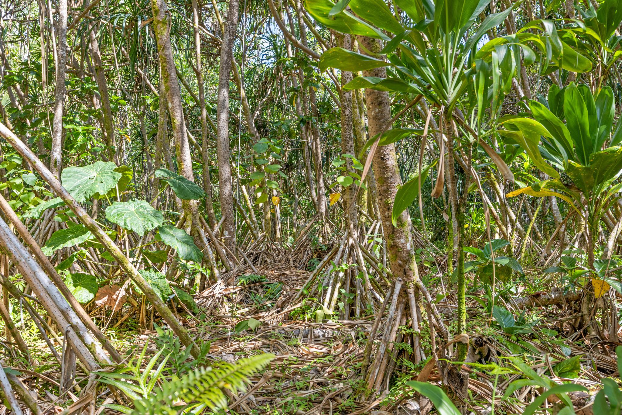 Koaekea St Property Photo 3