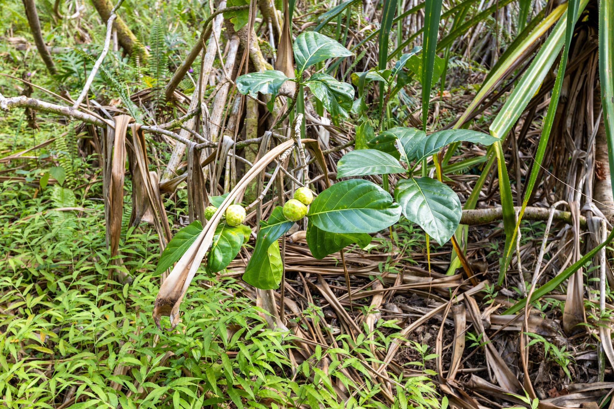 Koaekea St Property Photo 4