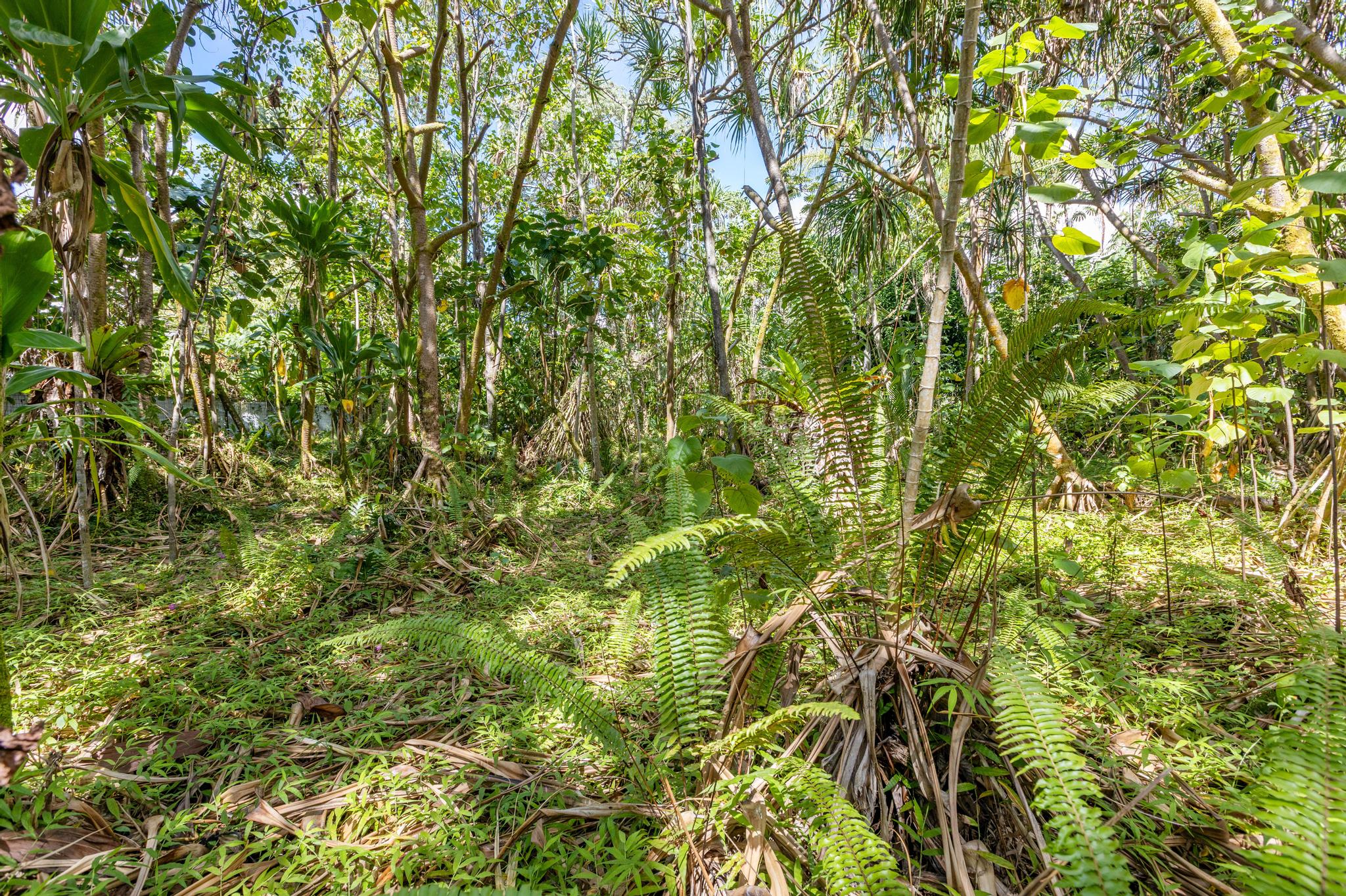 Koaekea St Property Photo 5