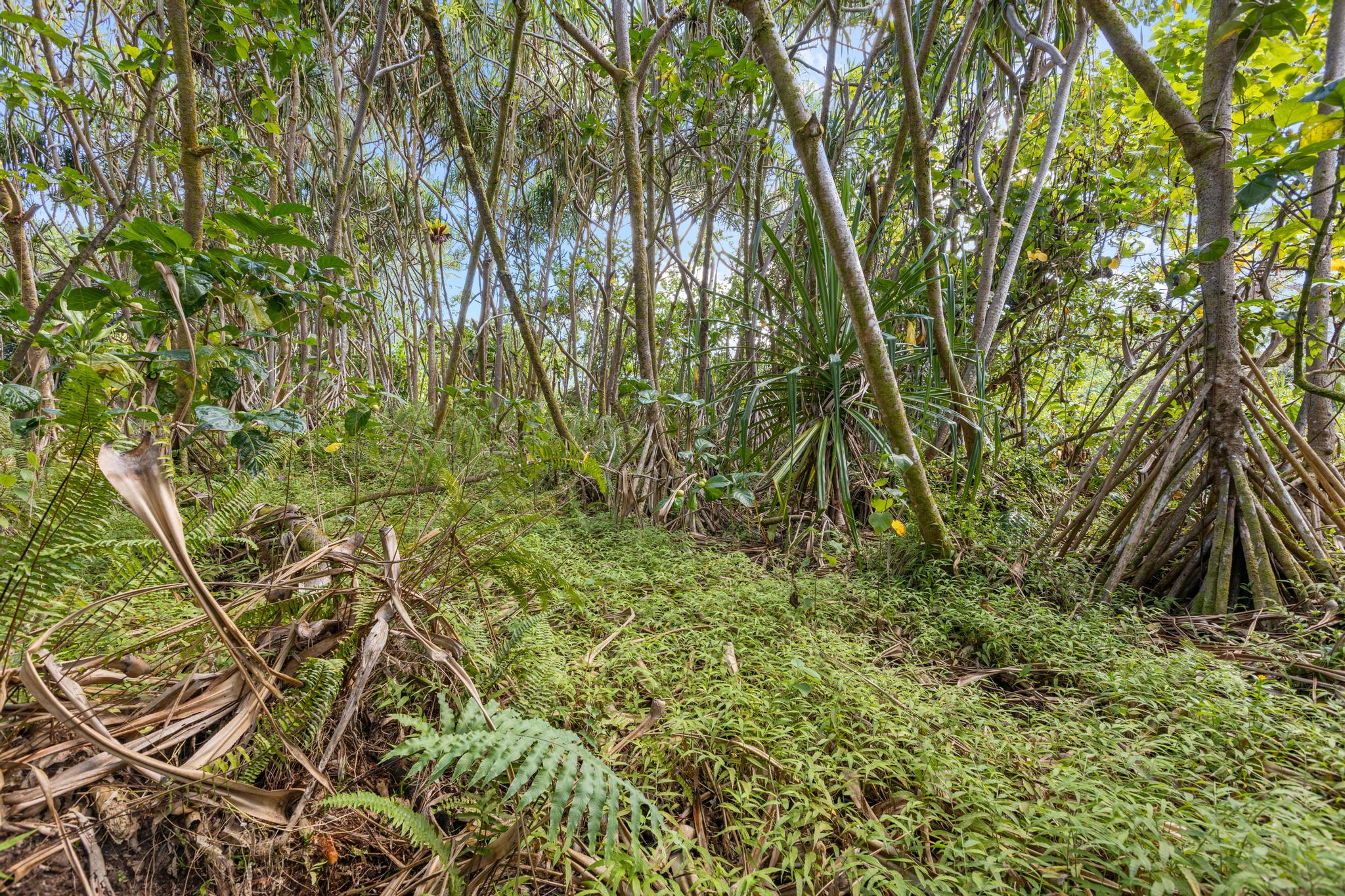 Koaekea St Property Photo 4