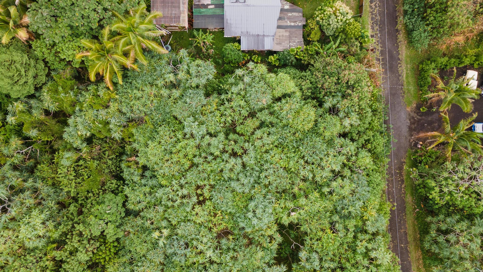 Koaekea St Property Photo 6