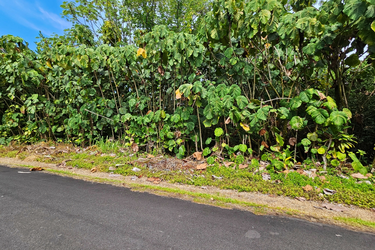 Papai St Property Photo 2