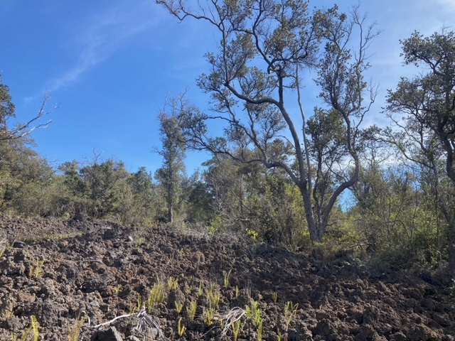 Paradise Pkwy Property Photo 2
