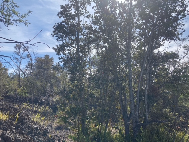 Paradise Pkwy Property Photo 5