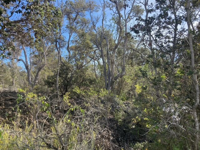 Paradise Pkwy Property Photo 6