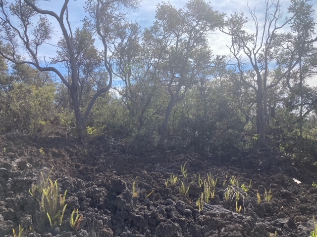 Paradise Pkwy Property Photo 8