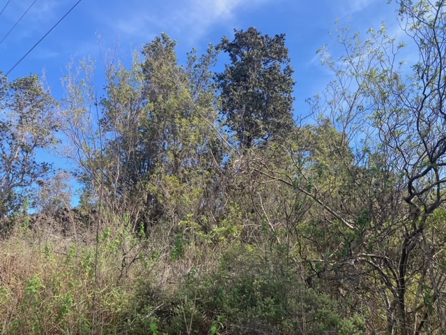 King Kamehameha Blvd Property Photo 4