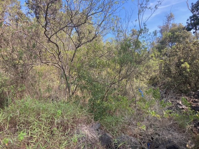 King Kamehameha Blvd Property Photo 5