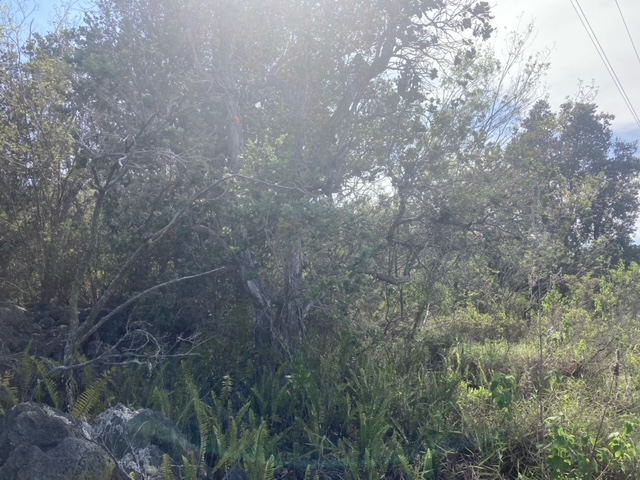 King Kamehameha Blvd Property Photo 8