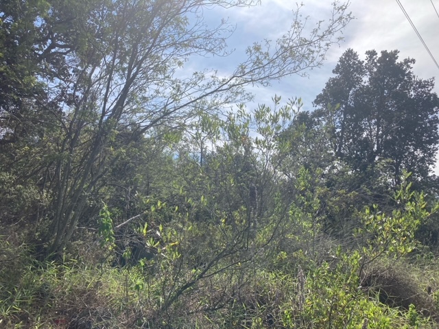 King Kamehameha Blvd Property Photo 10