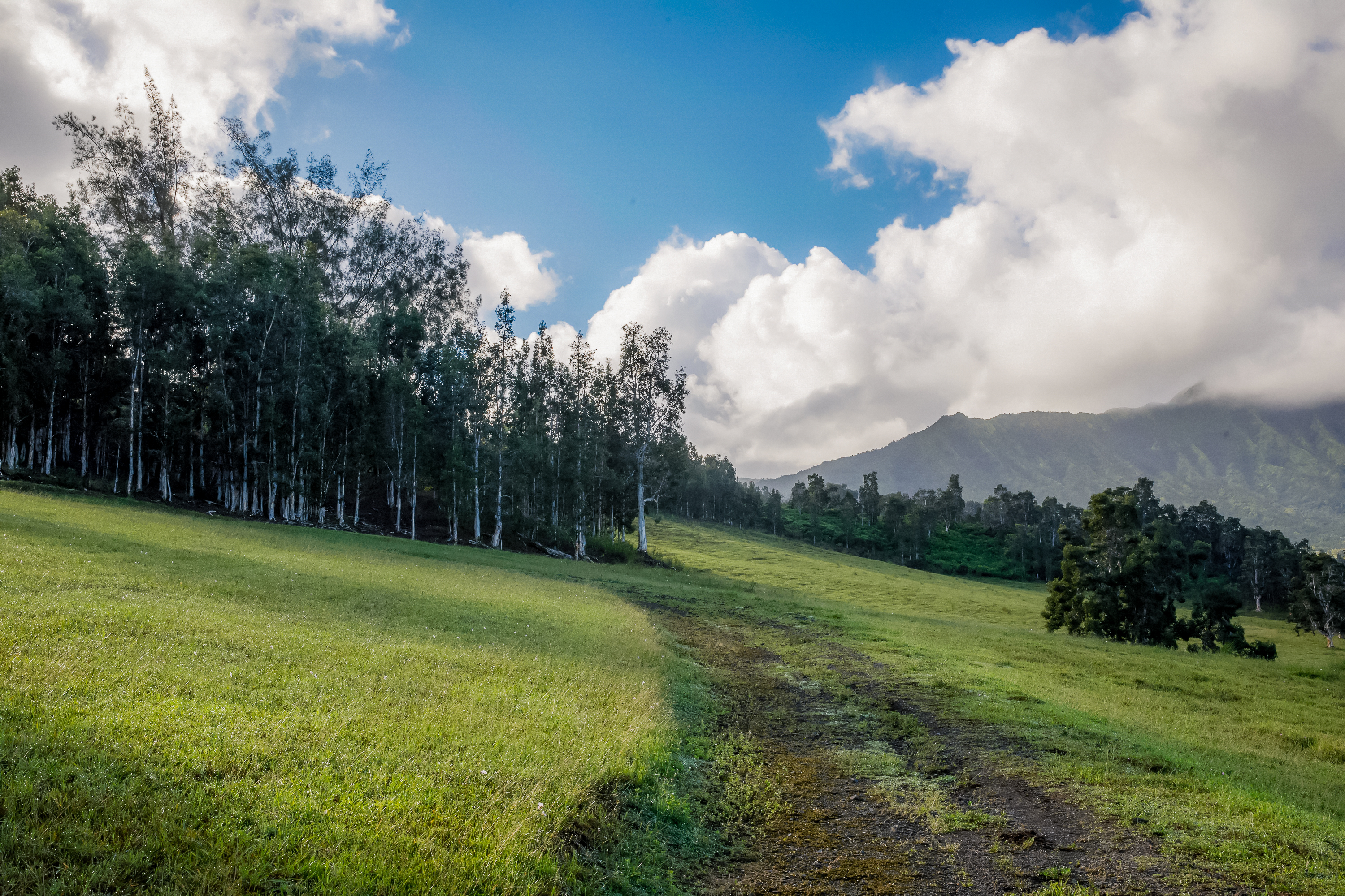 Kuhio Hwy 7 Property Photo 8