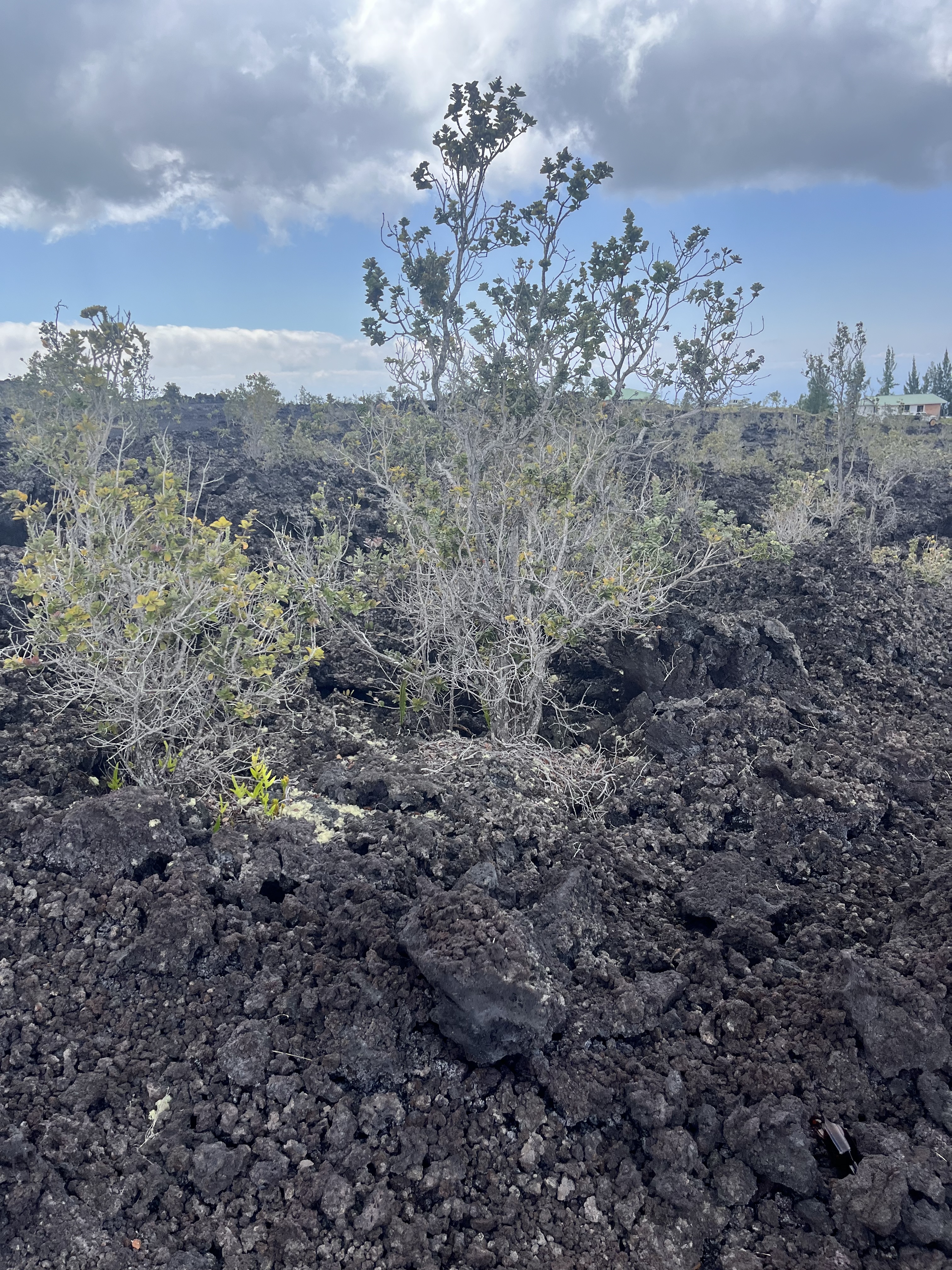 Cocoanut Dr Property Photo 8