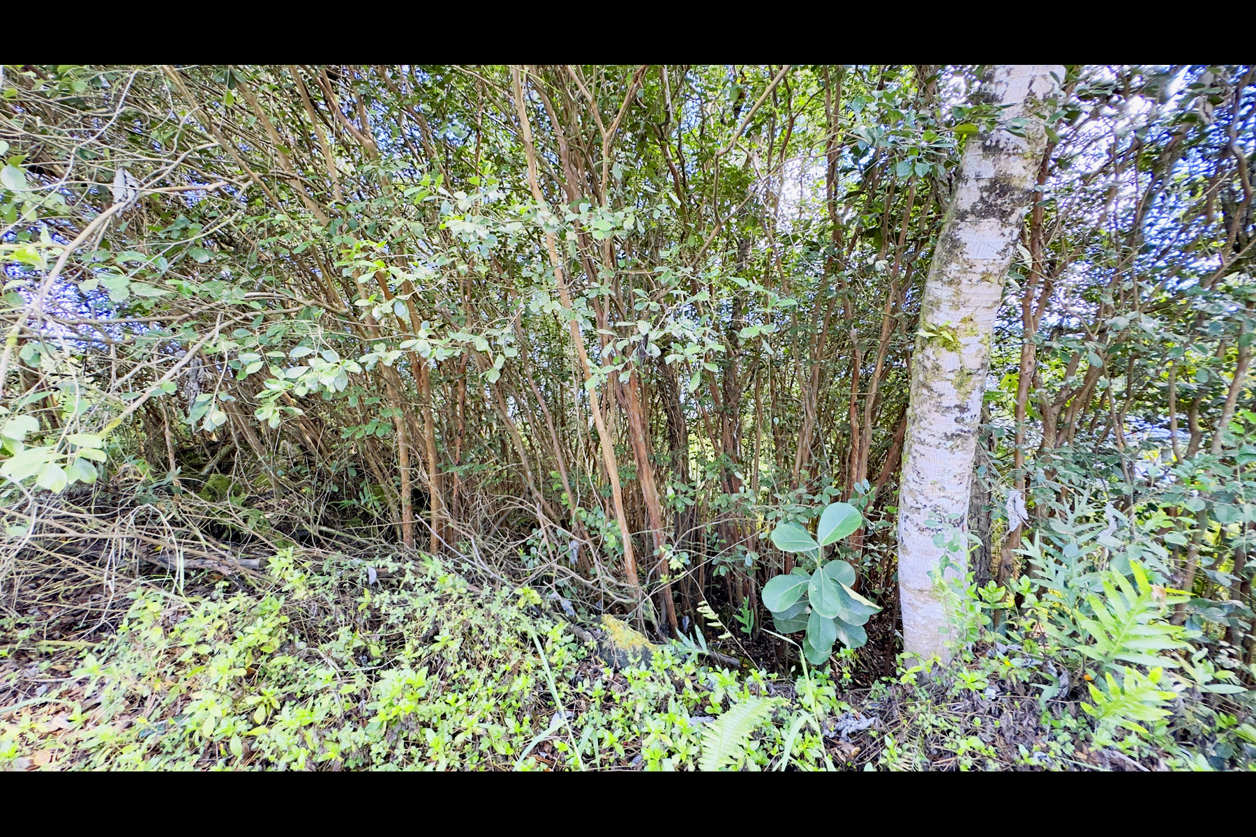 18th Ave Property Photo 14