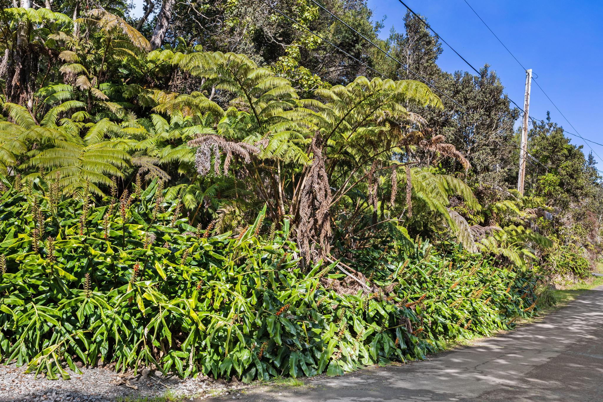 Kilinoe St Property Photo 1