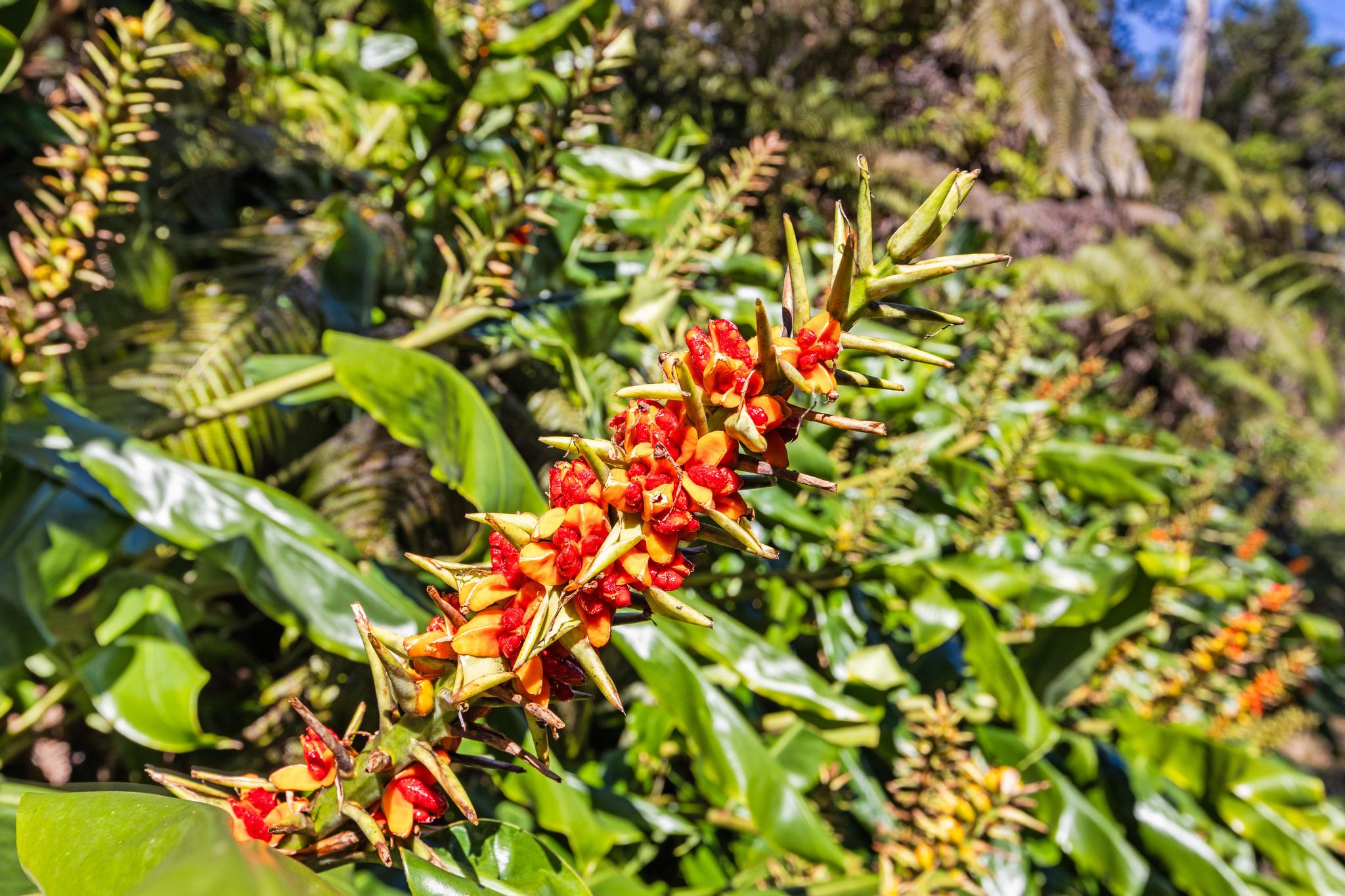 Kilinoe St Property Photo 6