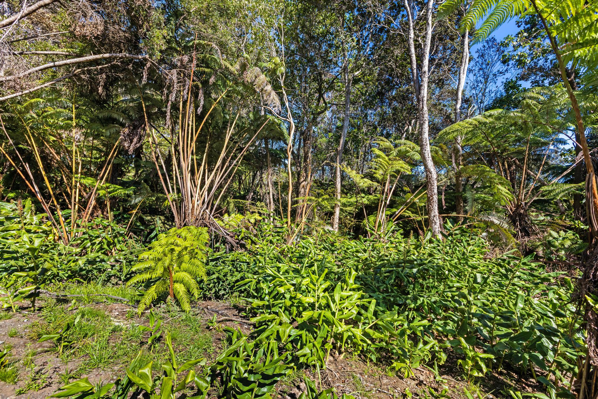 Kilinoe St Property Photo 7